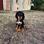 Blue a rejoint le concours — aidez-le/la à gagner de superbes lots ! black, brown, building, canine, daytime, dog, door, ears, fur, grass, house, nature, outdoor, pet, puppy, sitting, snout, tree, window, yard
