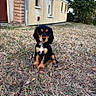 puppy, dog, grass, yard, house, building, outdoor, pet, canine, brown, black, fur, ears, snout, sitting, nature, tree, window, door, daytime