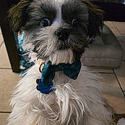 Oliver is registered to the contest to win money with this photo: dog, pet, indoor, bow_tie, fur, black_and_white, wide_eyes, tag, cute, small_dog, tile_floor, furniture, table, collar, close_up, portrait, animal, fluffy, canine, domestic_animal