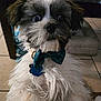 dog, pet, indoor, bow_tie, fur, black_and_white, wide_eyes, tag, cute, small_dog, tile_floor, furniture, table, collar, close_up, portrait, animal, fluffy, canine, domestic_animal