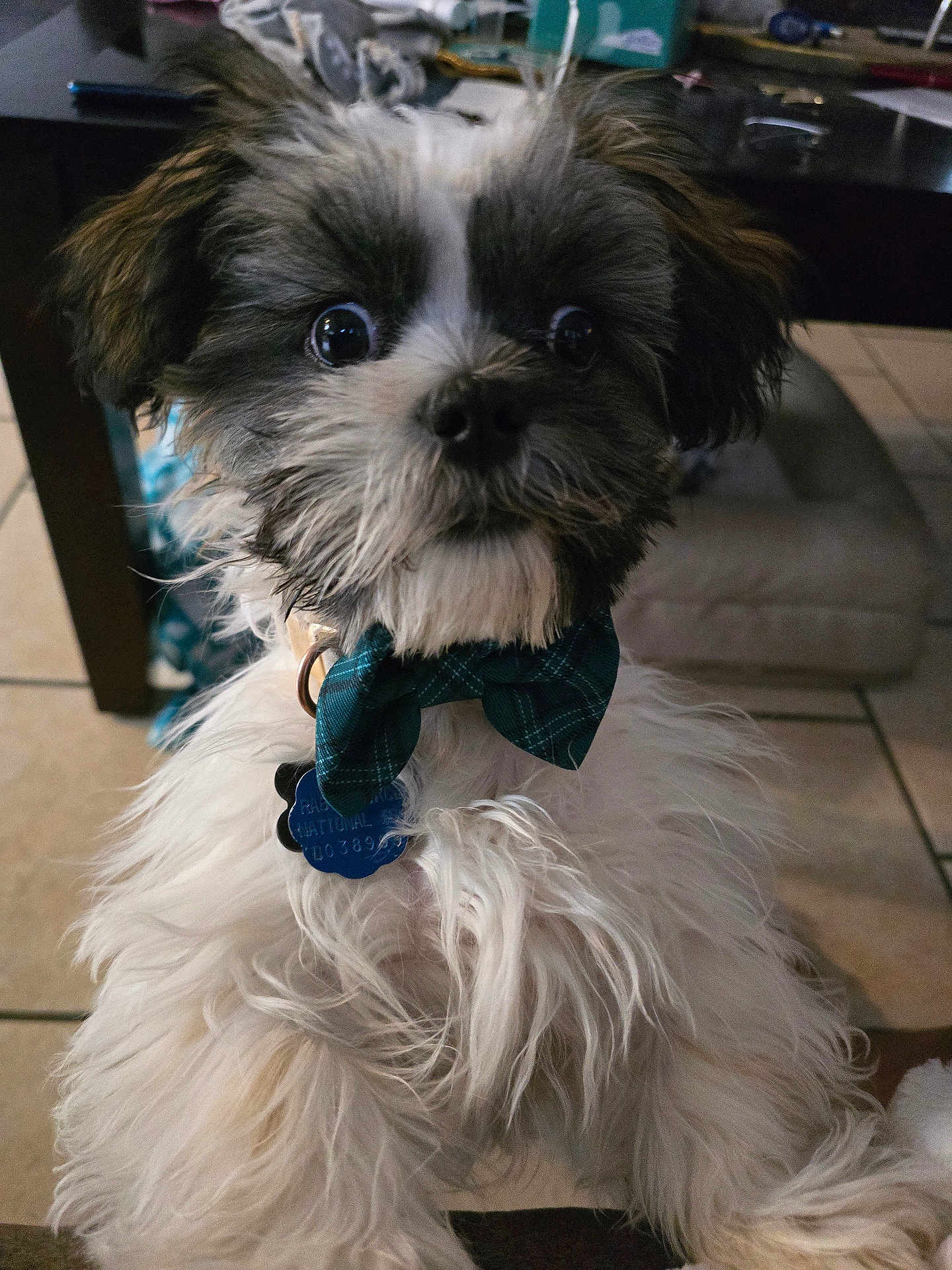Oliver is registered to the contest to win money with this photo: dog, pet, indoor, bow_tie, fur, black_and_white, wide_eyes, tag, cute, small_dog, tile_floor, furniture, table, collar, close_up, portrait, animal, fluffy, canine, domestic_animal