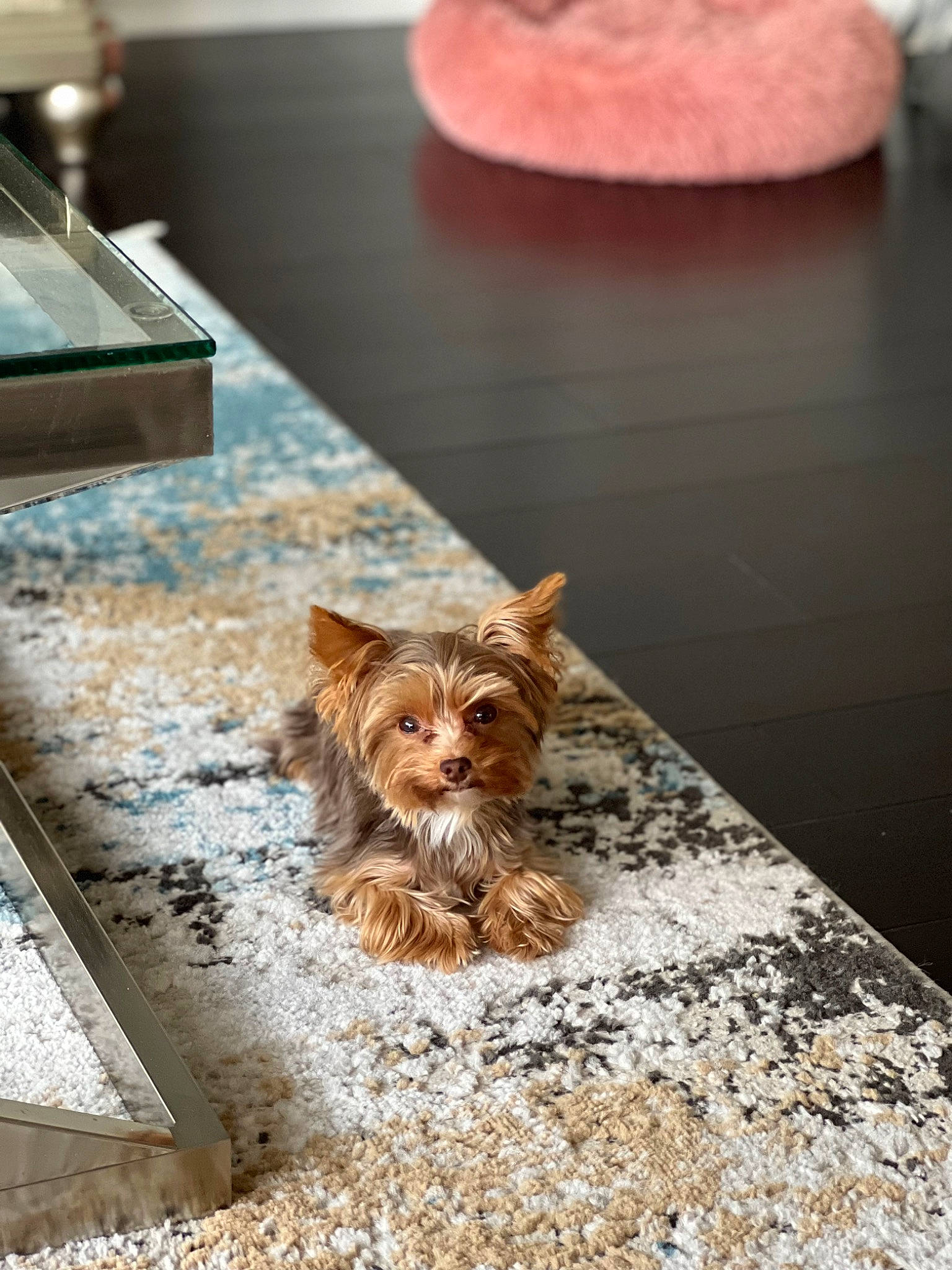 Ella Ragin Suddler joined the competition — help win amazing prizes! asphalt, carnivore, companion_dog, dog, dog_breed, fawn, floor, flooring, fur, hardwood, liver, road_surface, snout, sporting_group, street, terrestrial_animal, terrier, toy_dog, wood, working_animal