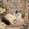 Aslan participe au concours pour gagner de l'argent avec cette photo : cat, fluffy, white, brown, cushion, flowers, fairy_lights, rosette, plaque, elegance, feline, decor, indoor, pet, award, portrait, relaxed, cozy, cute, soft