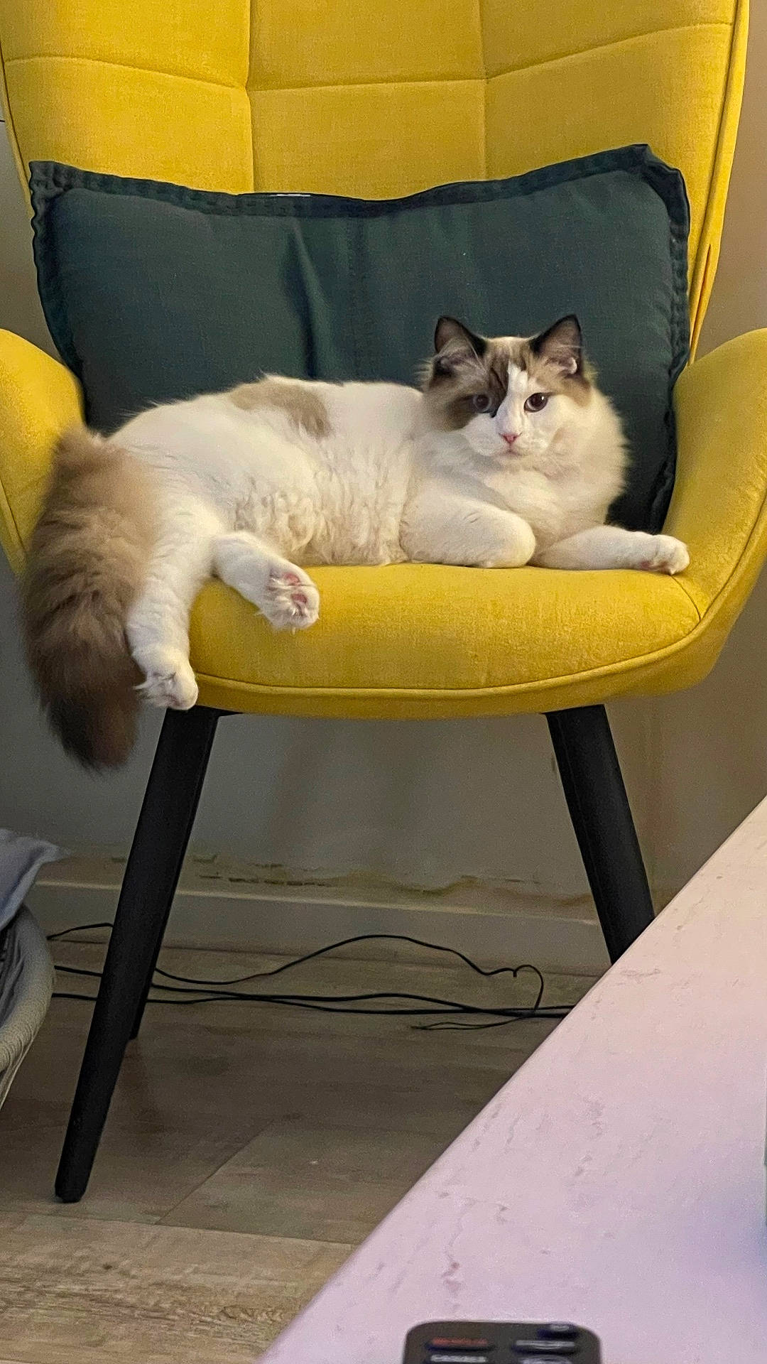 Aslan participe au concours pour gagner de l'argent avec cette photo : animal, cable, calm, cat, chair, cozy, cushion, domestic, feline, floor, fluffy, fur, indoor, looking, paws, pet, relaxed, sitting, table, yellow