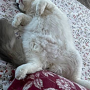 Aslan participe au concours pour gagner de l'argent avec cette photo : cat, fluffy, white_cat, bed, bedspread, floral_pattern, pillow, maroon, relaxed, sleeping, pet, indoor, cozy, tail, animal, cute, soft, resting, feline, domestic_cat