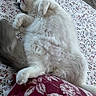 cat, fluffy, white_cat, bed, bedspread, floral_pattern, pillow, maroon, relaxed, sleeping, pet, indoor, cozy, tail, animal, cute, soft, resting, feline, domestic_cat