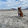dog, brown_dog, white_chest, leash, desert, dry_landscape, mountains, cloudy_sky, outdoor, animal, pet, sitting, happy, canine, nature, wide_open_space, daytime, collar, tongue_out, adventure