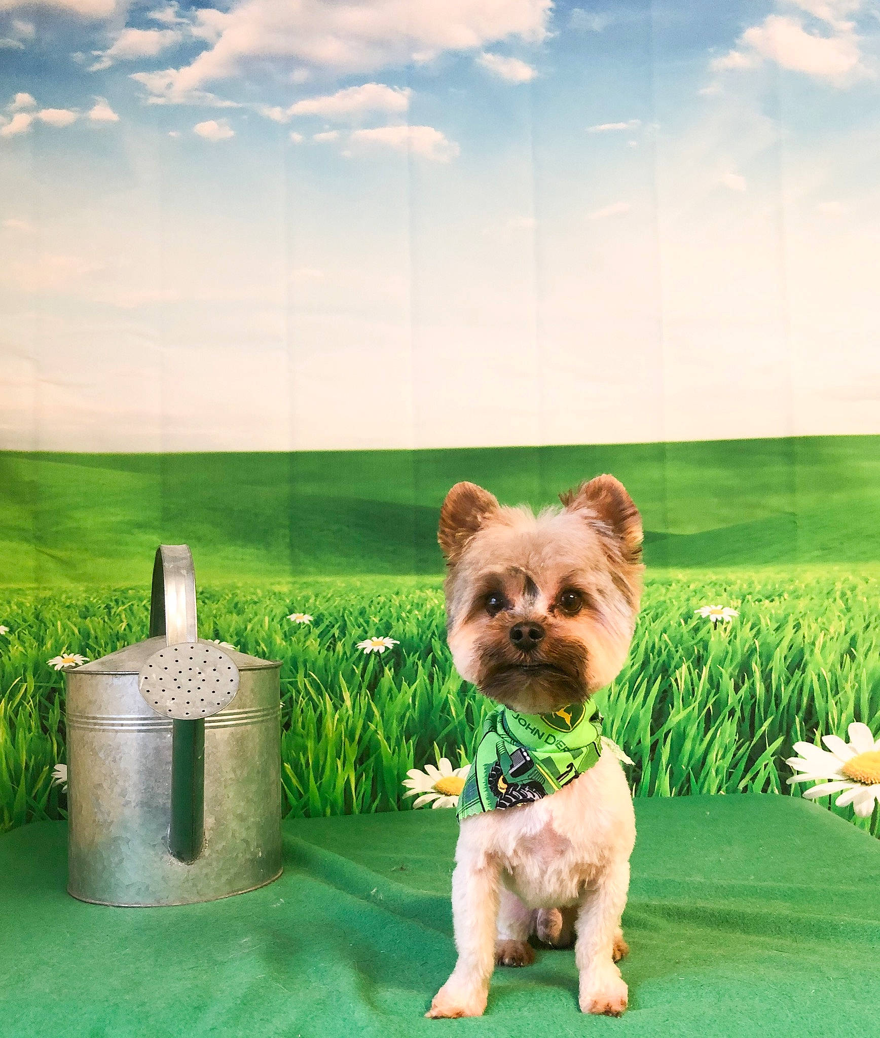 Marshall joined the competition — help win amazing prizes! australian_terrier, cairn_terrier, canidae, carnivore, companion_dog, dog, dog_breed, grass, lawn, mammal, morkie, norfolk_terrier, norwich_terrier, puppy, rare_breed_dog, small_terrier, terrier, toy_dog, vertebrate, yorkshire_terrier