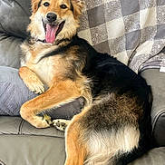 Jovie joined the competition — help win amazing prizes! dog, canine, pet, leather_couch, blanket, happy, tongue_out, ears_up, fur, paw, relaxed, indoor, smiling, sitting, comfortable, home, animal, mammal, friendly, cute