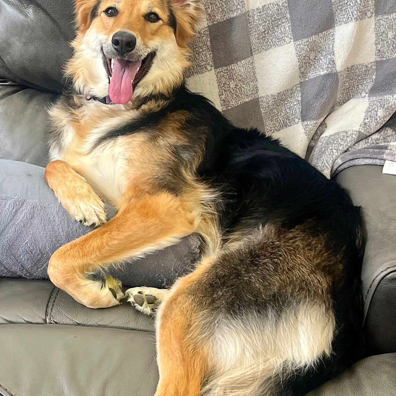 Jovie joined the competition — help win amazing prizes! animal, blanket, canine, comfortable, cute, dog, ears_up, friendly, fur, happy, home, indoor, leather_couch, mammal, paw, pet, relaxed, sitting, smiling, tongue_out
