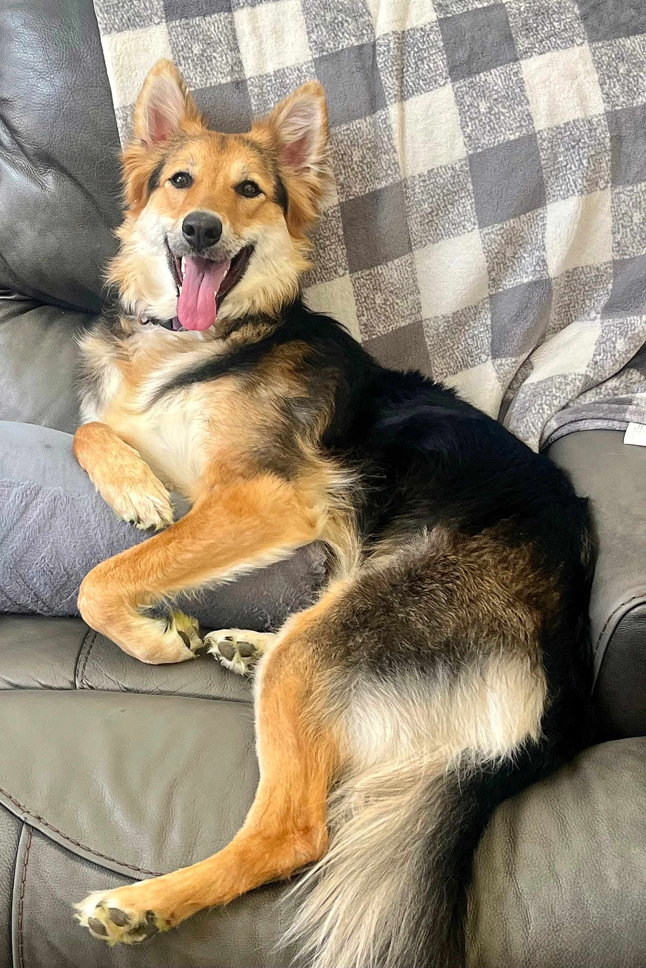 Jovie joined the competition — help win amazing prizes! dog, canine, pet, leather_couch, blanket, happy, tongue_out, ears_up, fur, paw, relaxed, indoor, smiling, sitting, comfortable, home, animal, mammal, friendly, cute