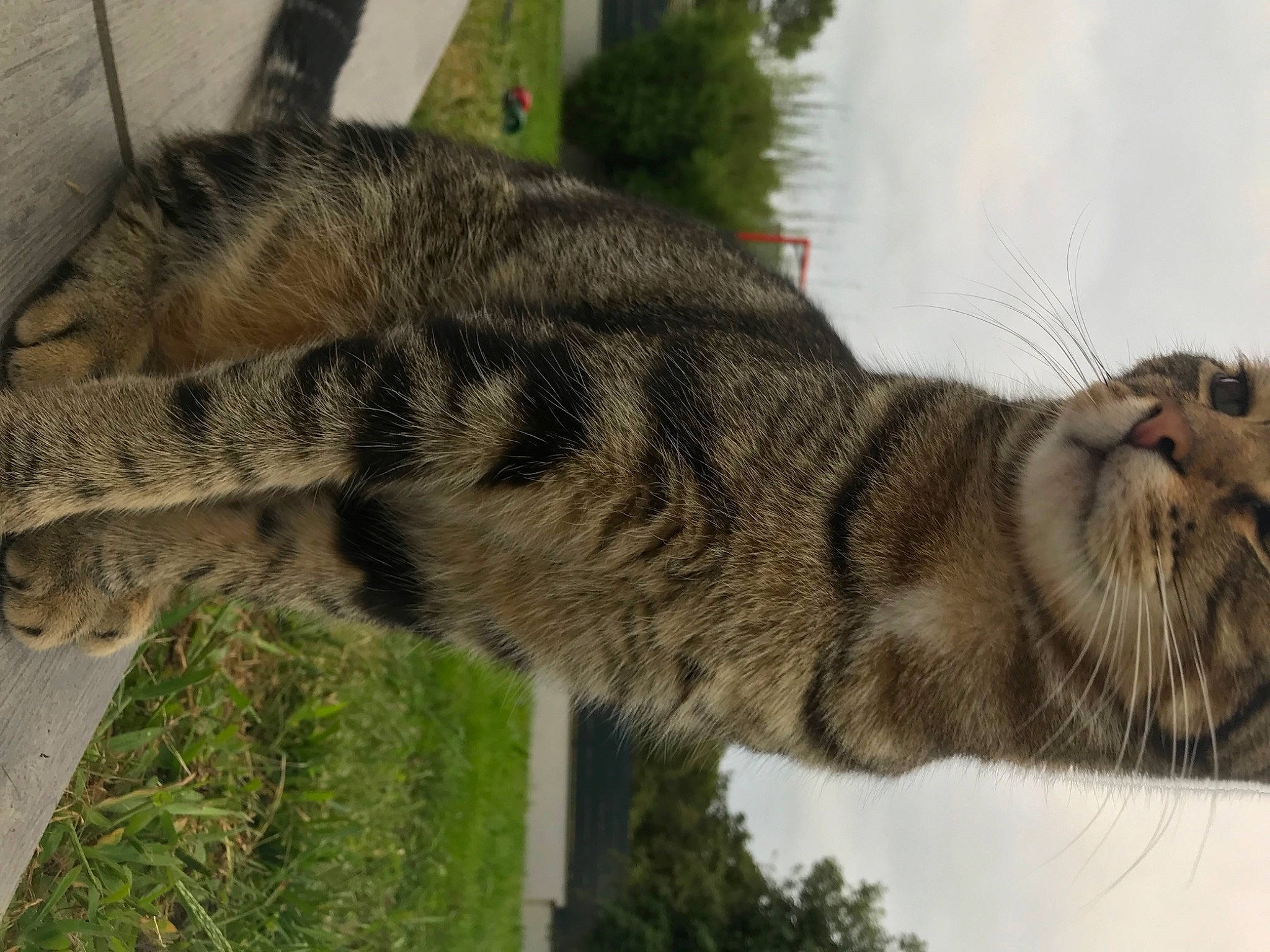 Tige Ou a rejoint le concours — aidez-le/la à gagner de superbes lots ! bobcat, carnivore, cat, domestic_short_haired_cat, eye, felidae, fur, grass, head, lynx, plant, sky, small_to_medium_sized_cats, snout, tail, terrestrial_animal, tree, whiskers, wildlife