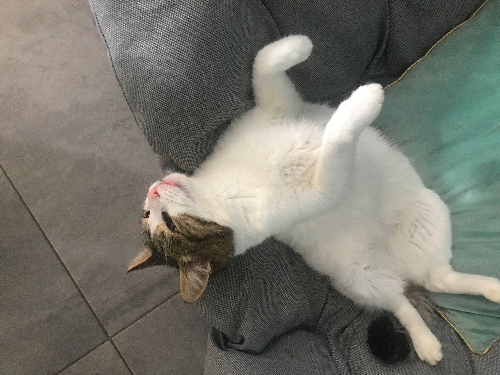 Pulco participe au concours pour gagner de l'argent avec cette photo : carnivore, cat, claw, comfort, companion_dog, dog_breed, domestic_rabbit, domestic_short_haired_cat, fang, fawn, felidae, foot, fur, gesture, paw, rabbits_and_hares, small_to_medium_sized_cats, snout, tail, whiskers