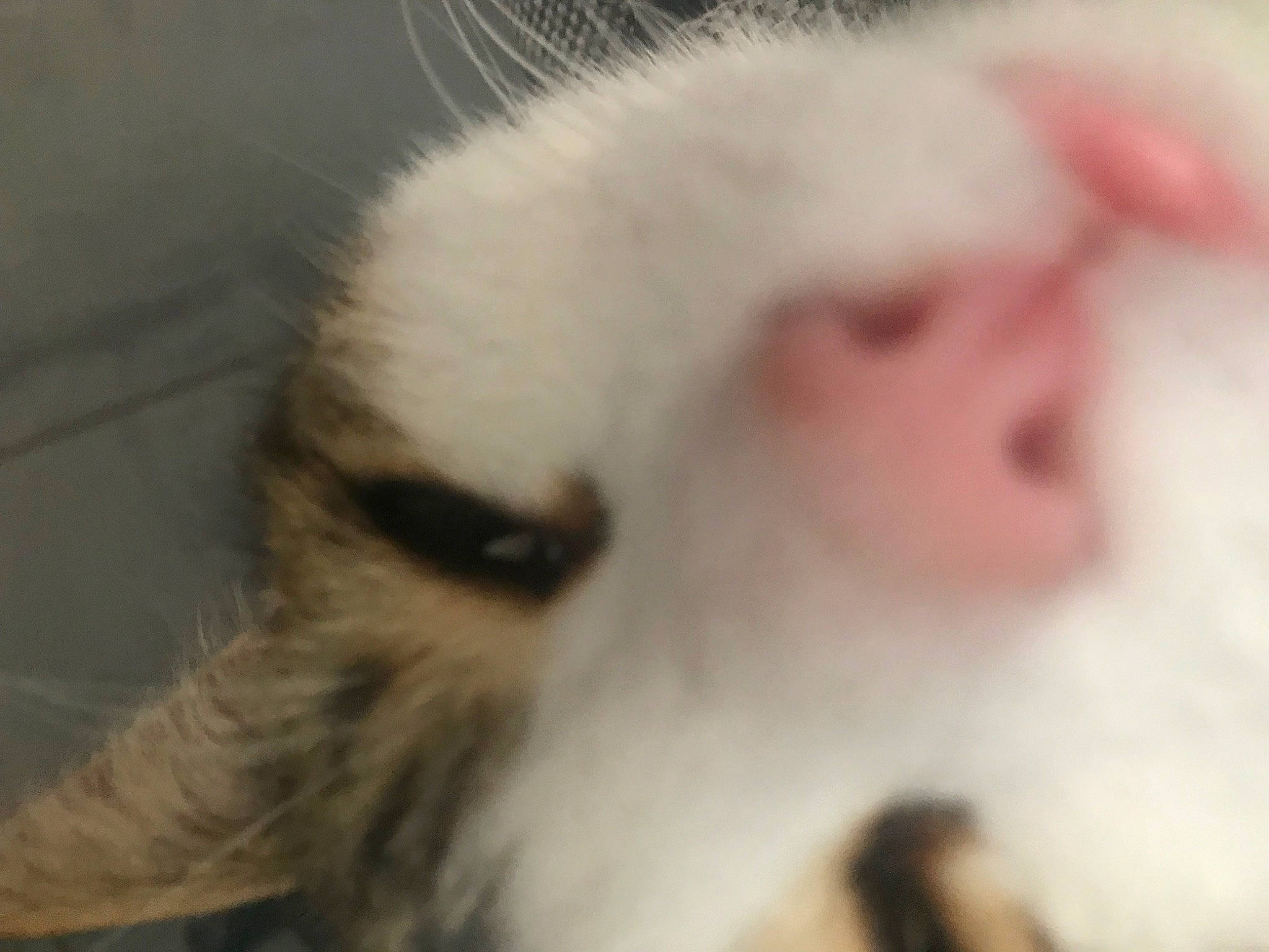 Pulco a rejoint le concours — aidez-le/la à gagner de superbes lots ! baby, carnivore, cat, chicken, claw, companion_dog, dog_breed, eyelash, felidae, fur, galliformes, livestock, paw, phasianidae, small_to_medium_sized_cats, tail, terrestrial_animal, whiskers