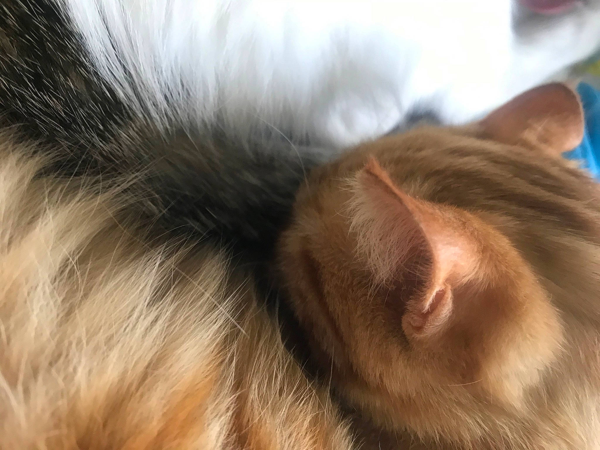 Pulco Et Pepsi participe au concours pour gagner de l'argent avec cette photo : carnivore, cat, claw, close_up, comfort, ear, eyelash, fawn, felidae, fur, liver, nap, paw, small_to_medium_sized_cats, snout, tail, terrestrial_animal, whiskers, wildlife, wrinkle