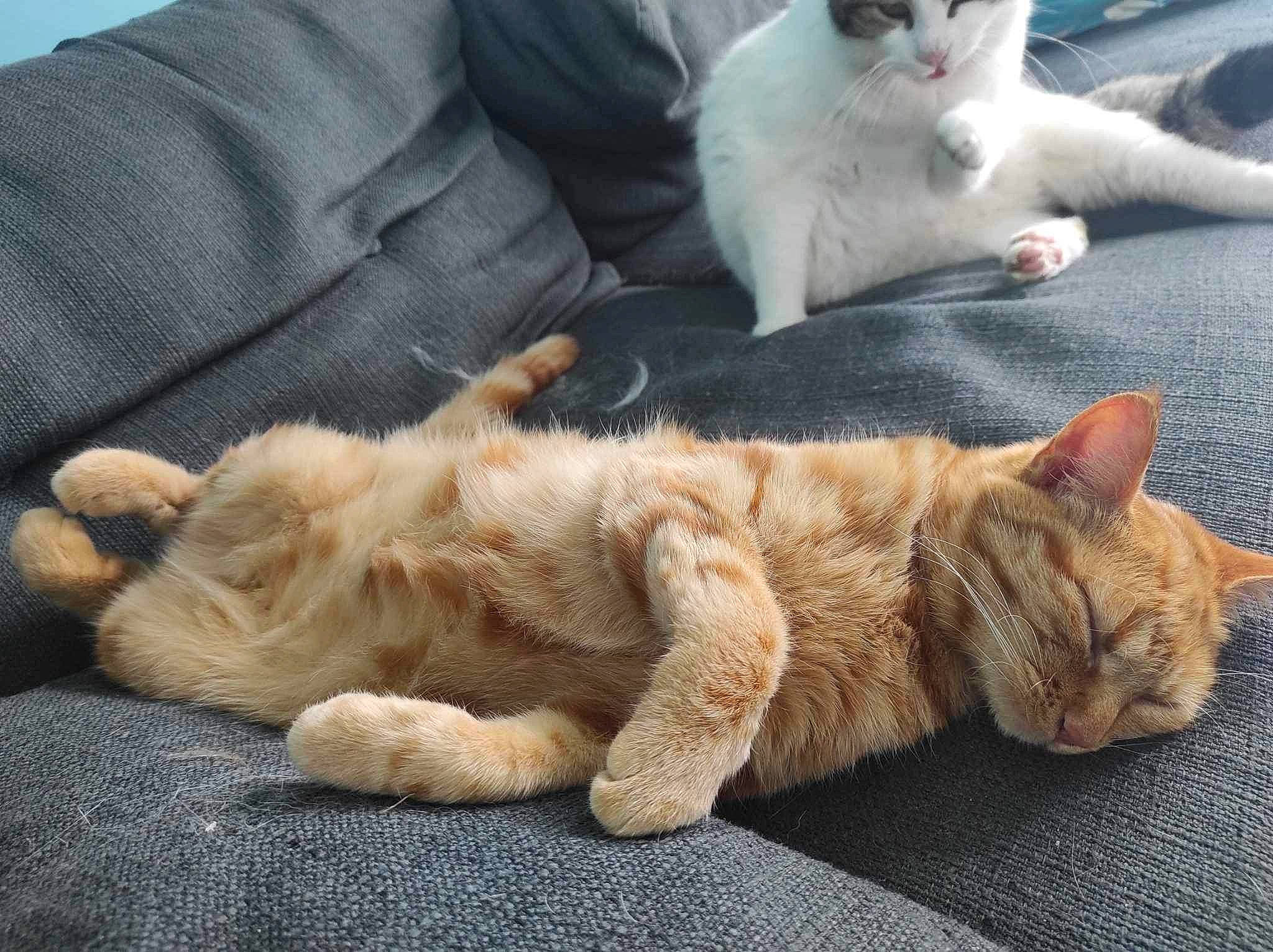 Pulco Et Pepsi participe au concours pour gagner de l'argent avec cette photo : carnivore, cat, claw, comfort, couch, domestic_short_haired_cat, fawn, felidae, foot, fur, nap, paw, sitting, sleep, small_to_medium_sized_cats, snout, tail, terrestrial_animal, whiskers