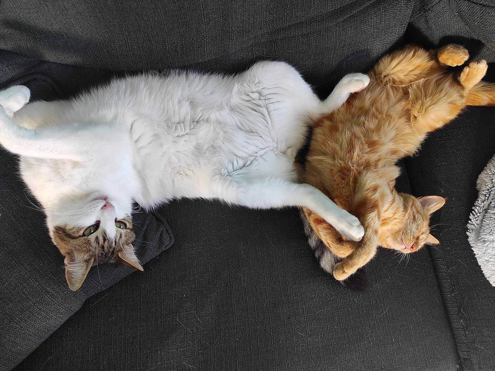 Pulco Et Pepsi a rejoint le concours — aidez-le/la à gagner de superbes lots ! canidae, carnivore, cat, claw, comfort, companion_dog, dog_breed, fawn, felidae, fur, linens, nap, paw, small_to_medium_sized_cats, sporting_group, tail, whiskers