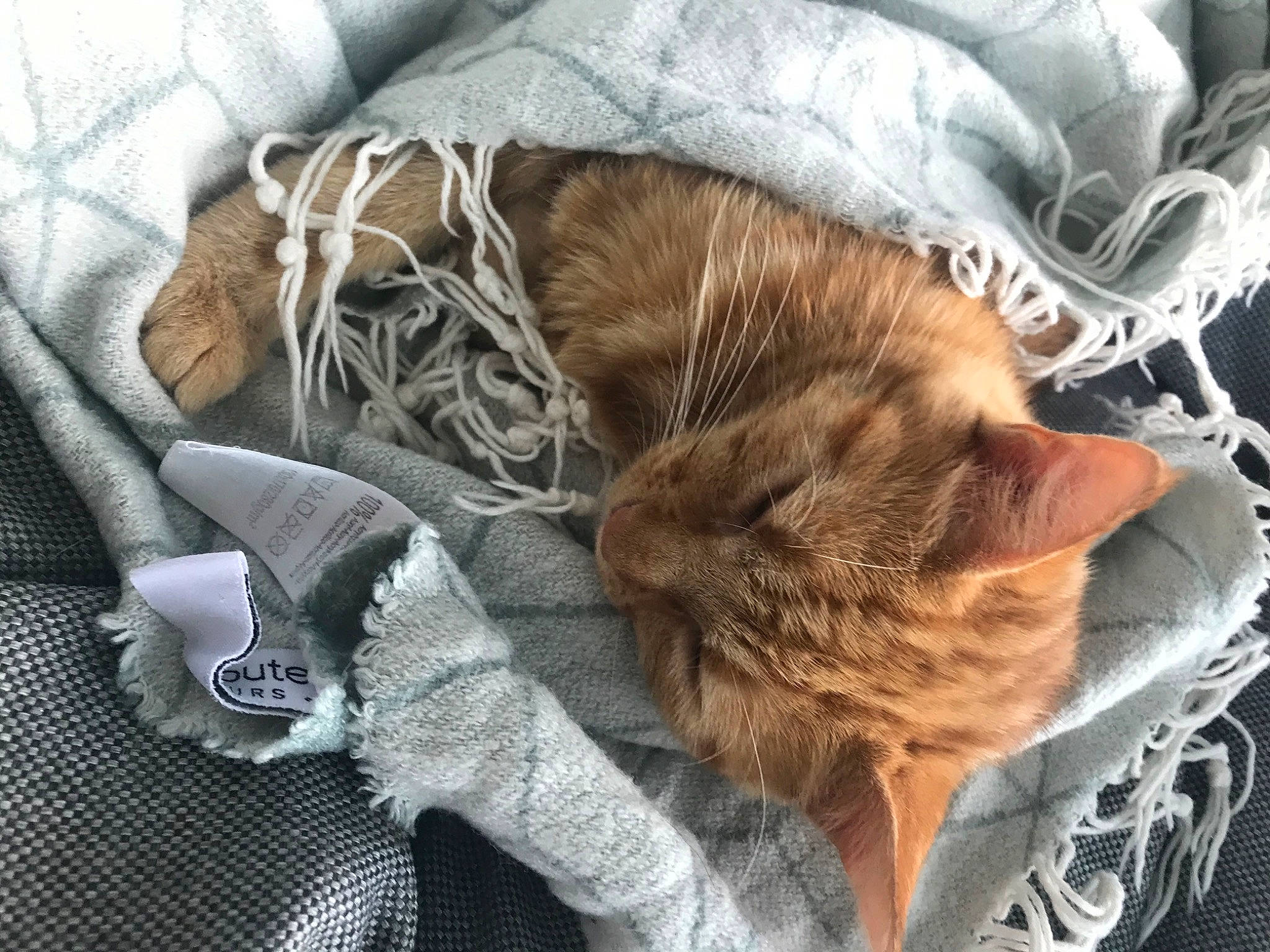 Pepsi a rejoint le concours — aidez-le/la à gagner de superbes lots ! bed_sheet, bedding, carnivore, cat, claw, comfort, domestic_short_haired_cat, fawn, felidae, fur, grey, linens, nap, paw, plant, small_to_medium_sized_cats, snout, tail, whiskers, wood