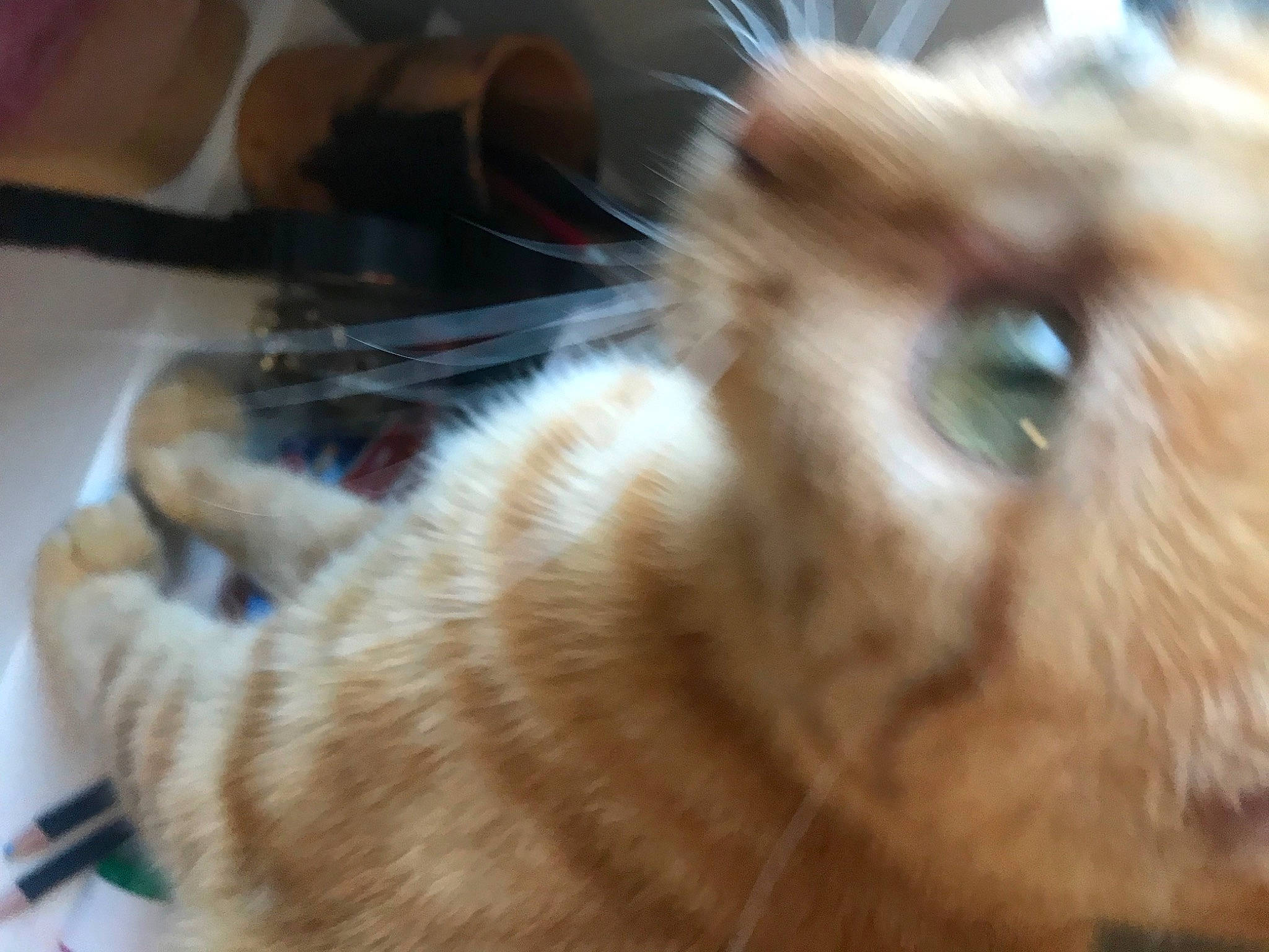 Pepsi a rejoint le concours — aidez-le/la à gagner de superbes lots ! canidae, carnivore, cat, companion_dog, dog_breed, domestic_short_haired_cat, ear, eye, eyelash, fawn, felidae, fur, paw, rabbit, rabbits_and_hares, small_to_medium_sized_cats, snout, tail, terrestrial_animal, whiskers