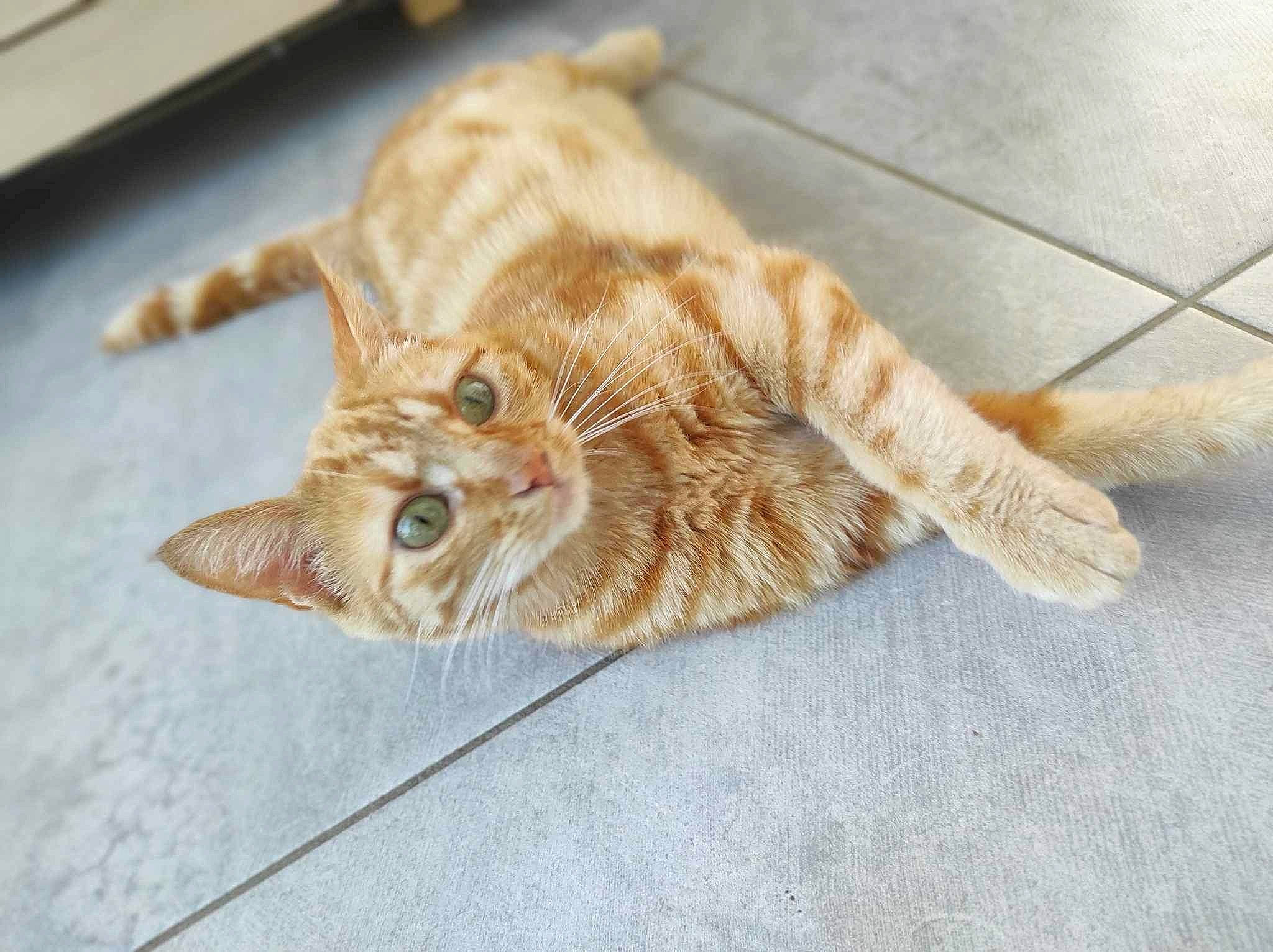 Pepsi a rejoint le concours — aidez-le/la à gagner de superbes lots ! carnivore, cat, claw, comfort, devon_rex, domestic_short_haired_cat, fawn, felidae, flooring, foot, fur, paw, small_to_medium_sized_cats, snout, tail, terrestrial_animal, whiskers, window, wood