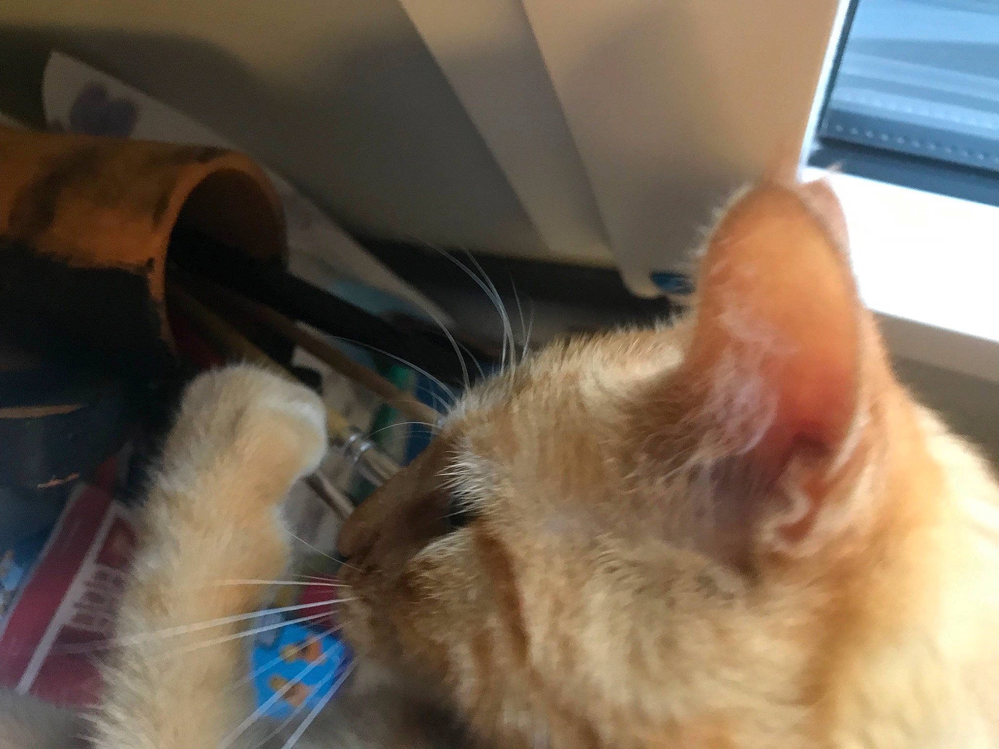 Pepsi a rejoint le concours — aidez-le/la à gagner de superbes lots ! carnivore, cat, claw, comfort, computer, domestic_short_haired_cat, ear, felidae, fur, laptop, mammal, nap, paw, personal_computer, small_to_medium_sized_cats, snout, thai, tonkinese, whiskers