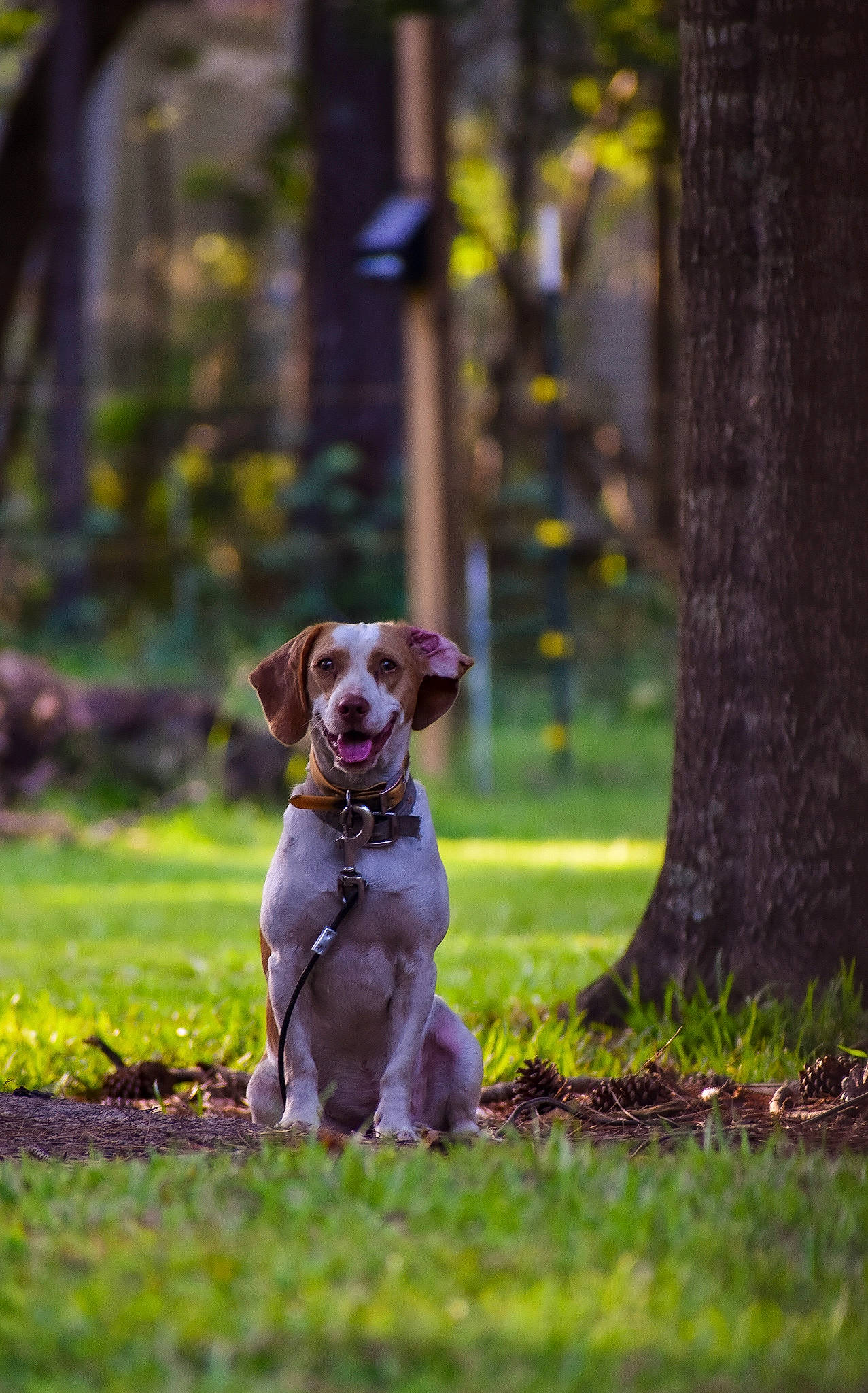 Sam joined the competition — help win amazing prizes! autumn, carnivore, companion_dog, dog, dog_breed, fawn, forest, grass, gun_dog, liver, plant, pointing_breed, sitting, sporting_group, tail, tree, trunk, twig, wood, working_animal