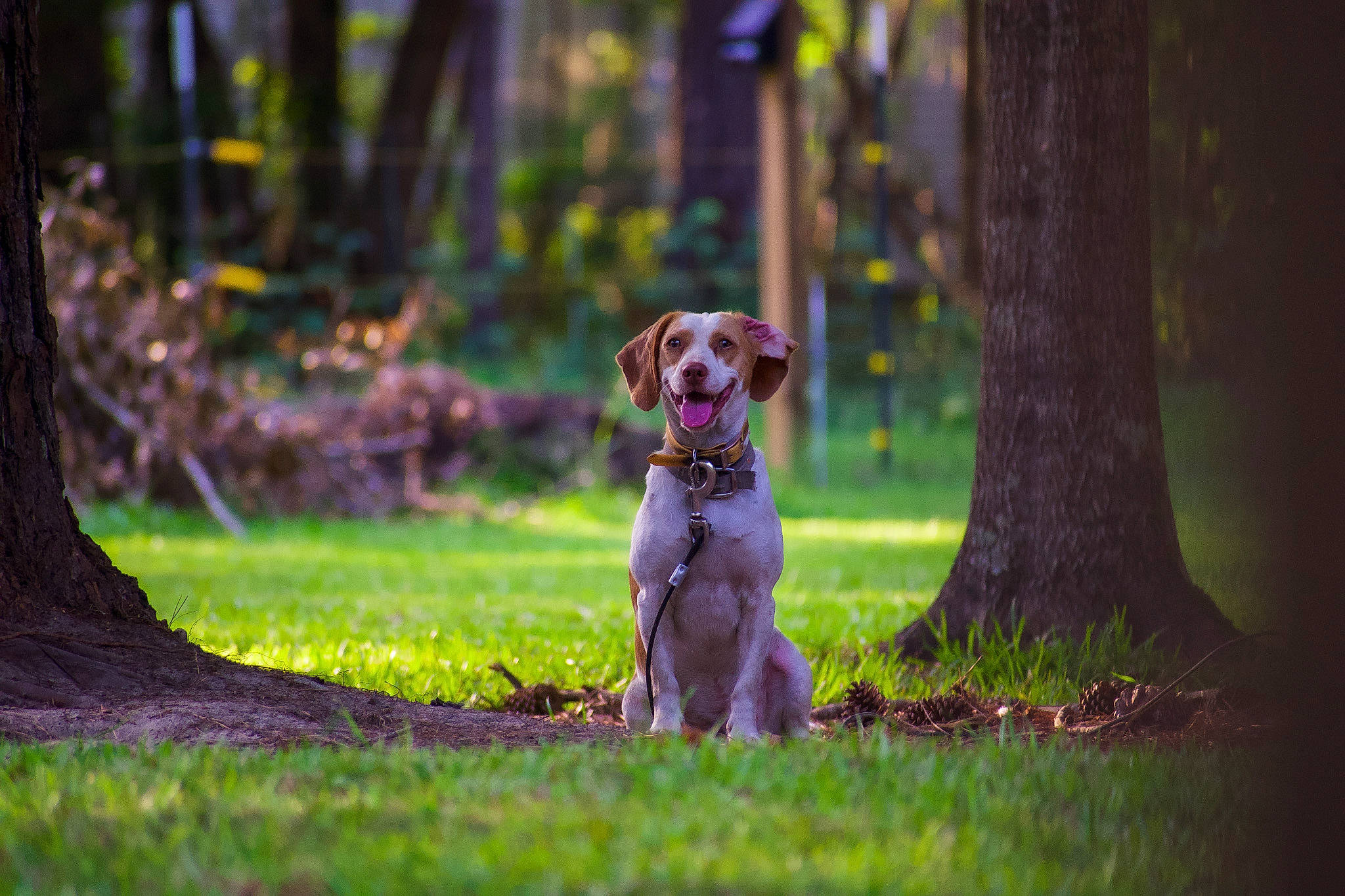 Sam joined the competition — help win amazing prizes! canidae, carnivore, companion_dog, dog, dog_breed, fawn, forest, grass, guard_dog, people_in_nature, plant, snout, sporting_group, tail, tree, trunk, twig, wildlife, wood, woodland
