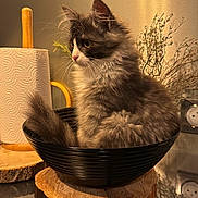 Charly a rejoint le concours — aidez-le/la à gagner de superbes lots ! kitten, cat, bowl, wood, paper_towel, indoor, fur, fluffy, domestic_cat, pet, closeup, tabletop, cozy, still_life, houseplant, decor, whiskers, curled_up, feline, small_animal