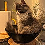 kitten, cat, bowl, wood, paper_towel, indoor, fur, fluffy, domestic_cat, pet, closeup, tabletop, cozy, still_life, houseplant, decor, whiskers, curled_up, feline, small_animal