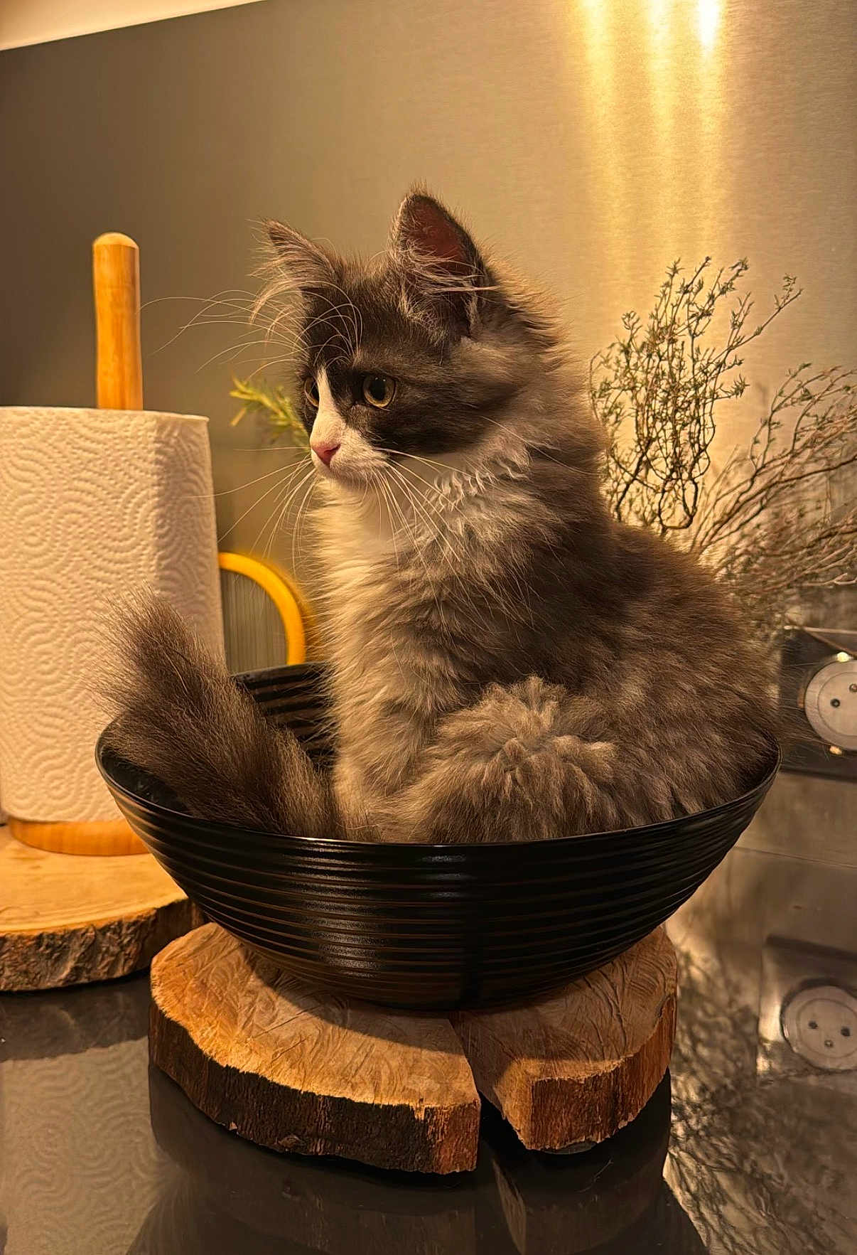 Charly a rejoint le concours — aidez-le/la à gagner de superbes lots ! kitten, cat, bowl, wood, paper_towel, indoor, fur, fluffy, domestic_cat, pet, closeup, tabletop, cozy, still_life, houseplant, decor, whiskers, curled_up, feline, small_animal