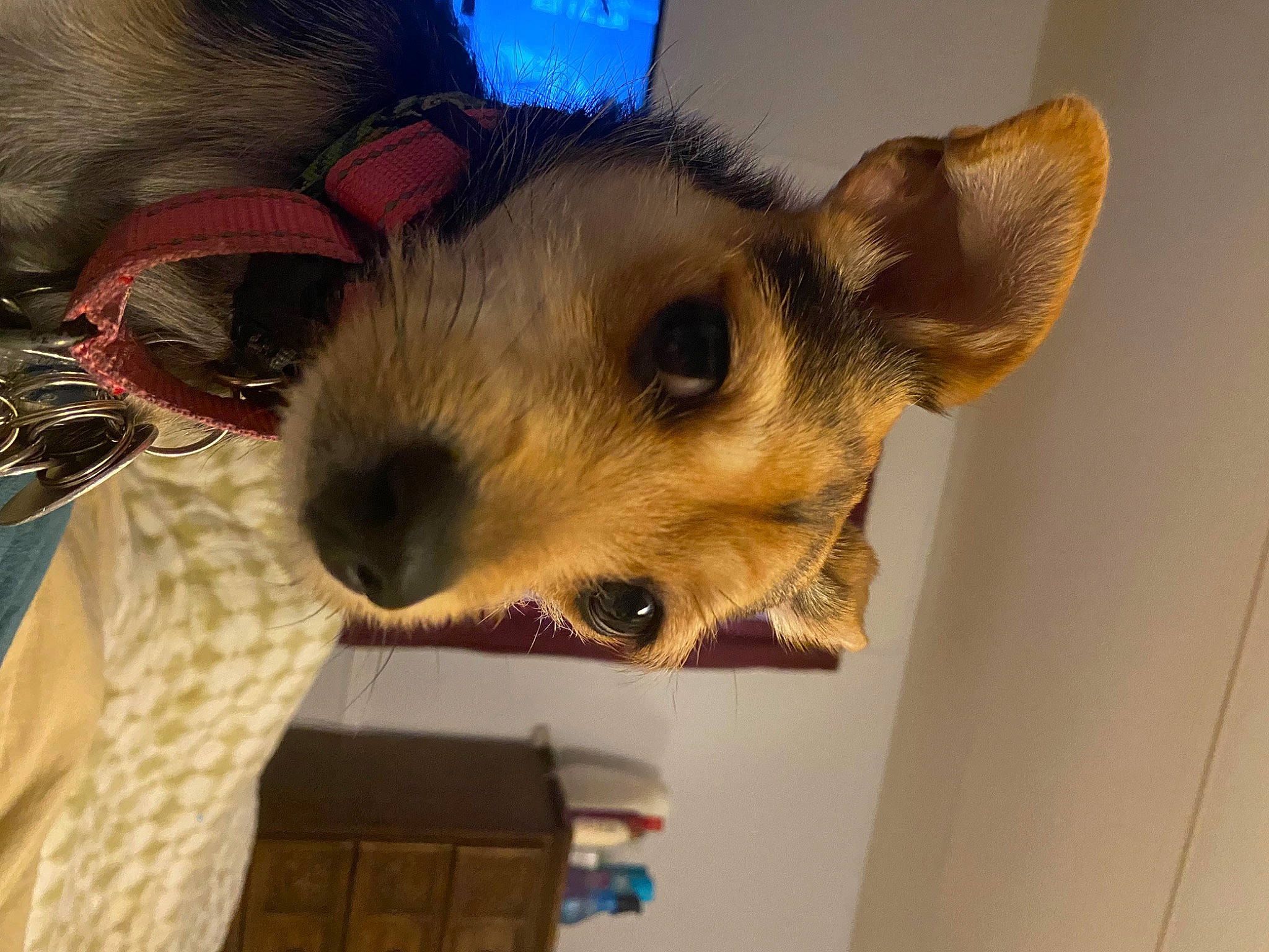 Mamas Girl is registered to the contest to win money with this photo: canidae, carnivore, companion_dog, dog, dog_breed, ear, fawn, fur, paw, snout, sporting_group, toy_dog, whiskers, working_animal