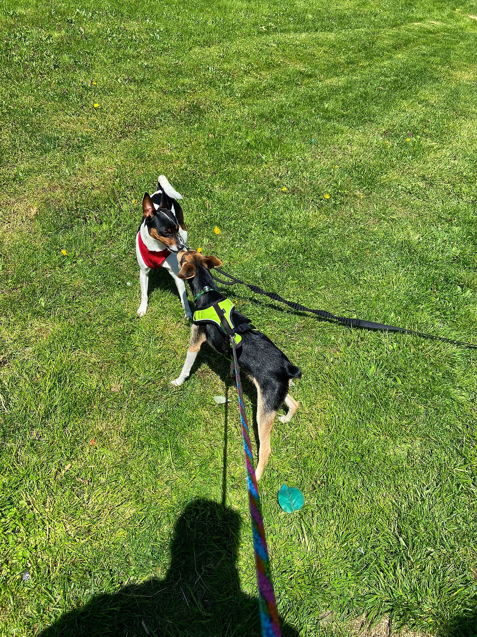 Mamas Girl joined the competition — help win amazing prizes! canidae, carnivore, collar, companion_dog, dog, dog_breed, dog_supply, fashion_accessory, flooring, grass, grass_family, grassland, groundcover, lawn, leash, pet_supply, recreation, shadow, sporting_group, tail