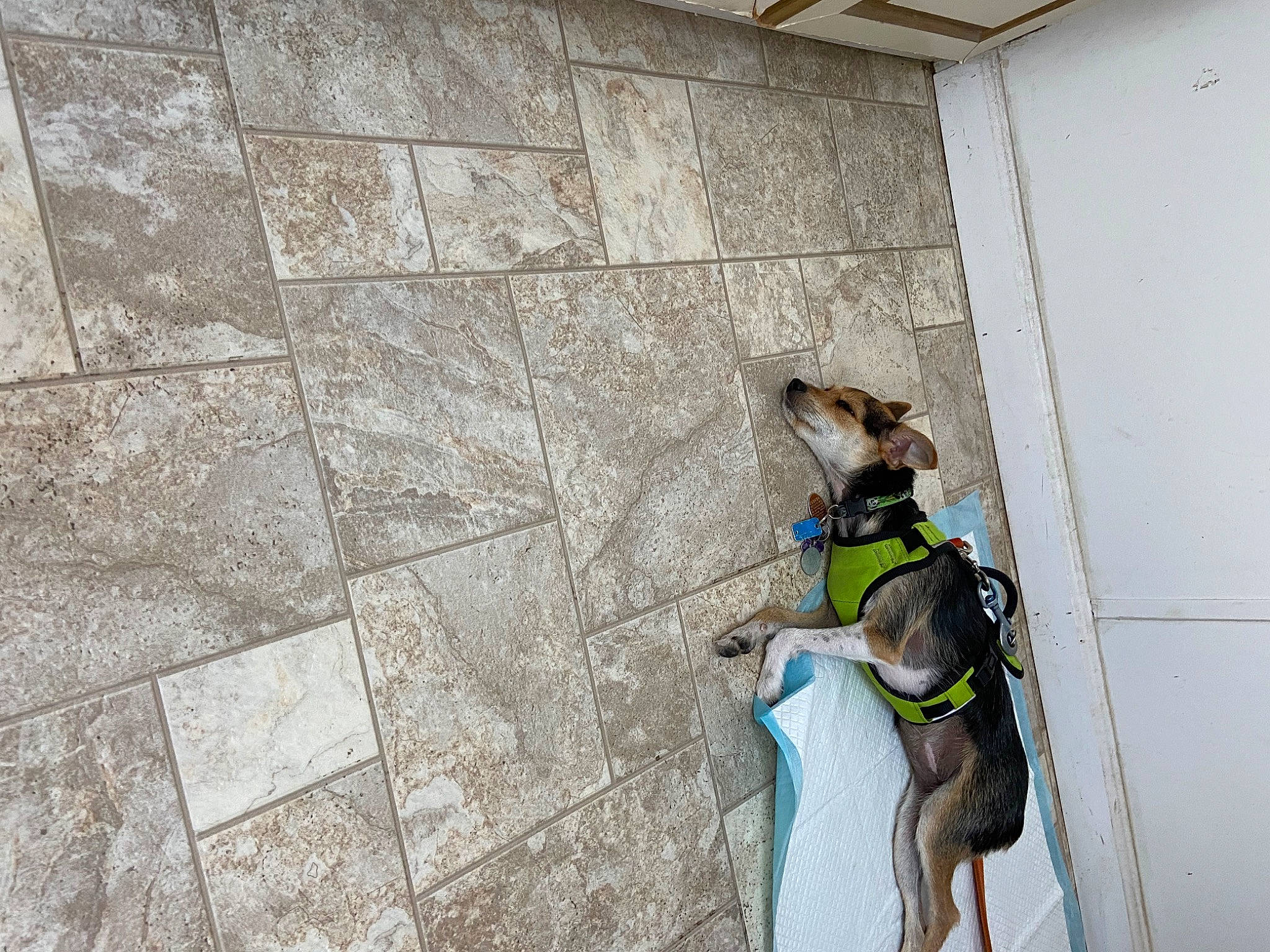 Mamas Girl is registered to the contest to win money with this photo: carnivore, composite_material, concrete, dog, dog_breed, dog_supply, fawn, flagstone, floor, flooring, grey, leash, personal_protective_equipment, pet_supply, recreation, road_surface, shadow, tile_flooring, wood, working_animal