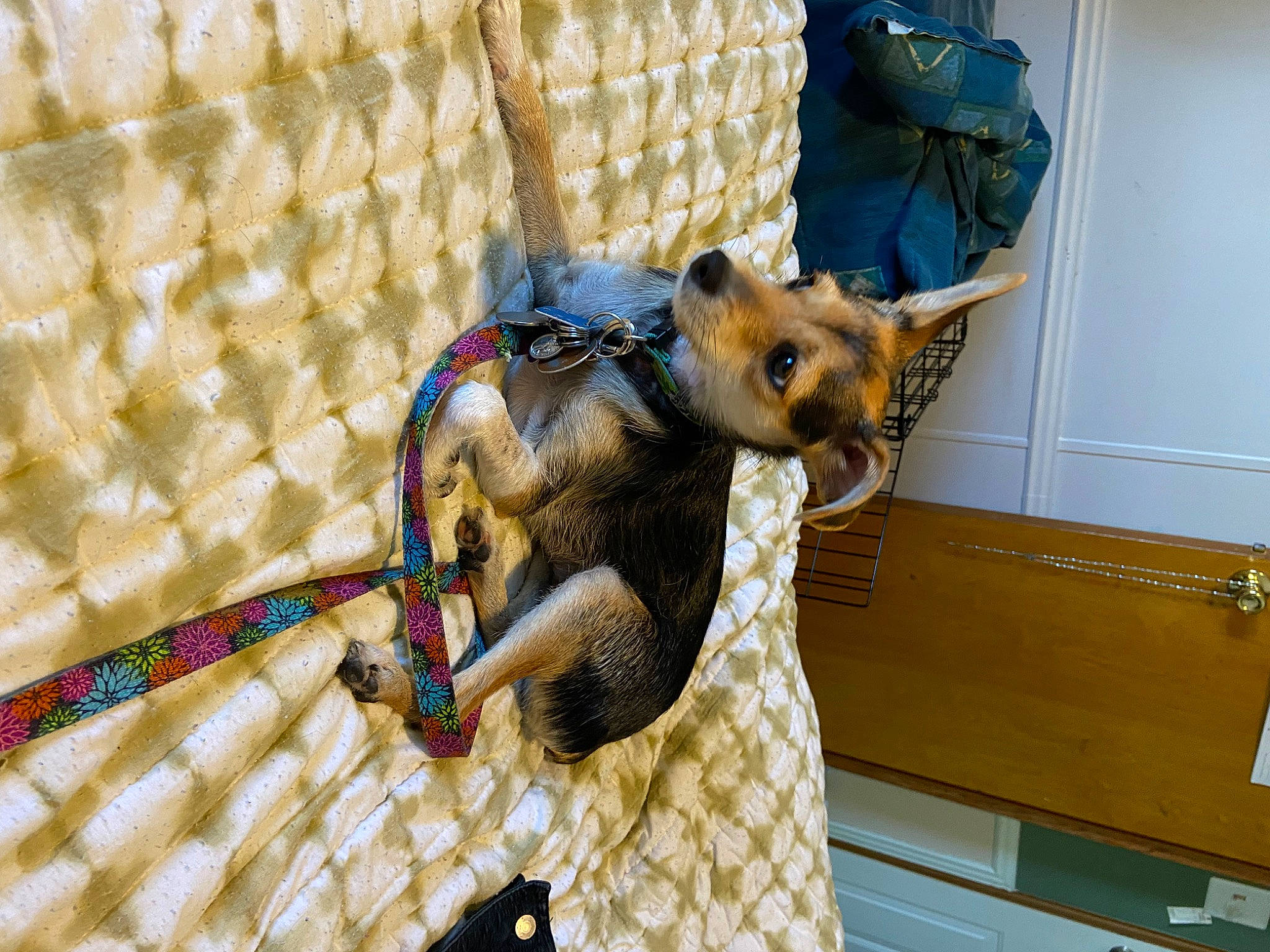 Mamas Girl joined the competition — help win amazing prizes! bag, carnivore, comfort, companion_dog, couch, dog_breed, fashion_accessory, fawn, felidae, flooring, fur, pattern, small_to_medium_sized_cats, snout, stuffed_toy, tail, terrestrial_animal, toy, whiskers, working_animal