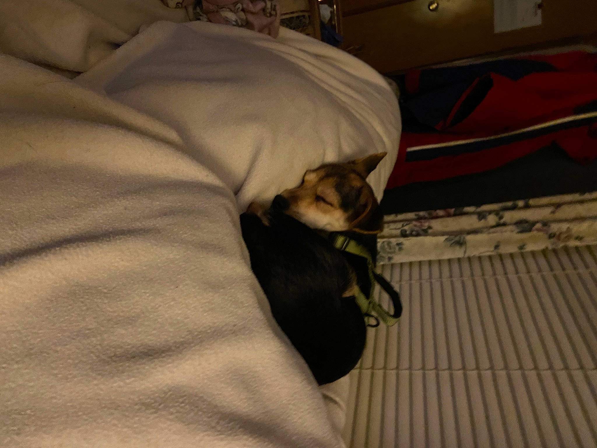 Mamas Girl joined the competition — help win amazing prizes! bed, bedding, comfort, companion_dog, dog, dog_breed, domestic_short_haired_cat, duvet, fawn, felidae, flooring, fur, linens, paw, small_to_medium_sized_cats, snout, sporting_group, tail, textile, whiskers