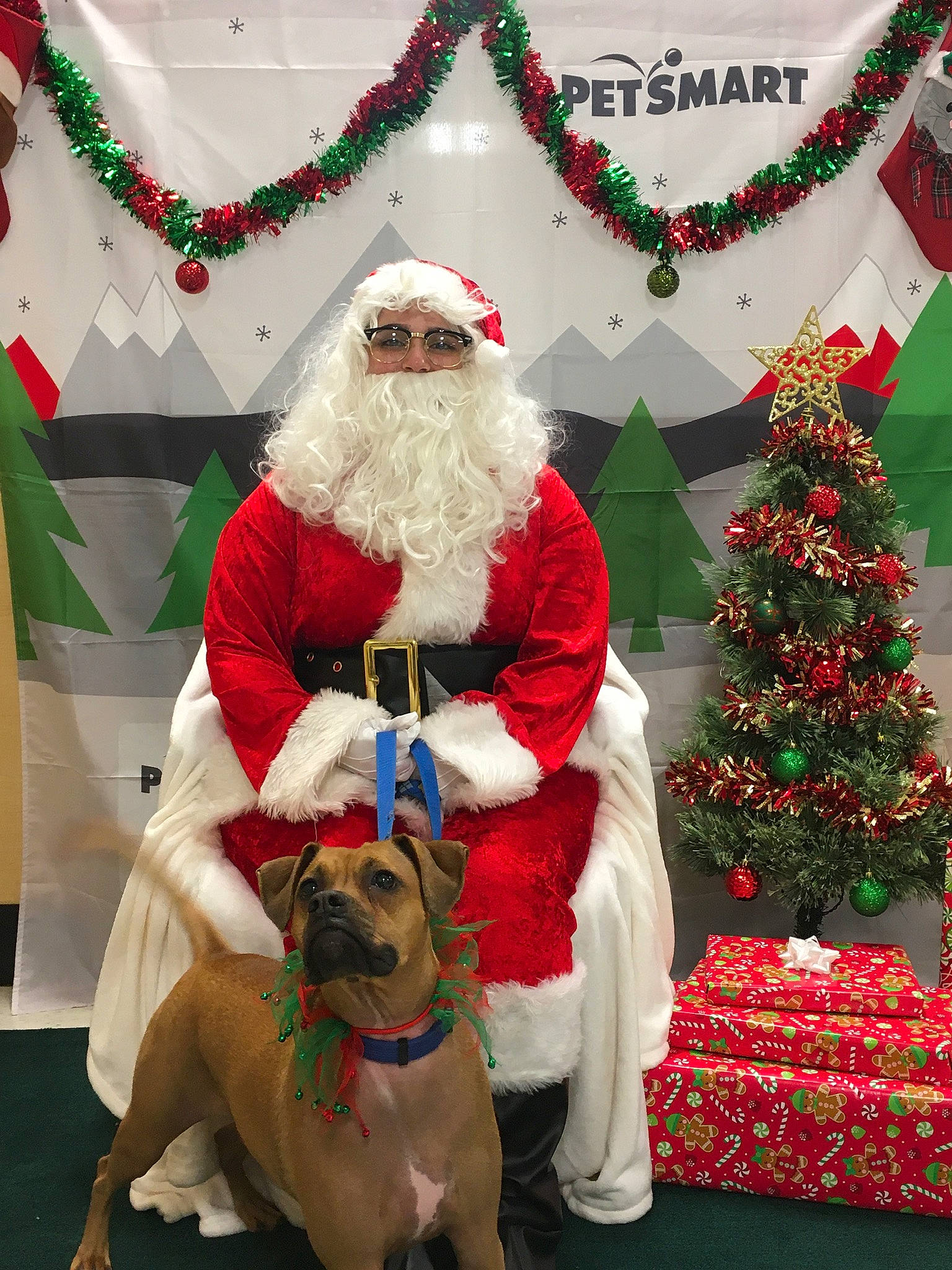 Mckinley joined the competition — help win amazing prizes! beard, carnivore, christmas, christmas_decoration, christmas_ornament, christmas_tree, collar, companion_dog, dog, dog_breed, green, happy, human_body, lap, photograph, red, santa_claus, smile, tree, white