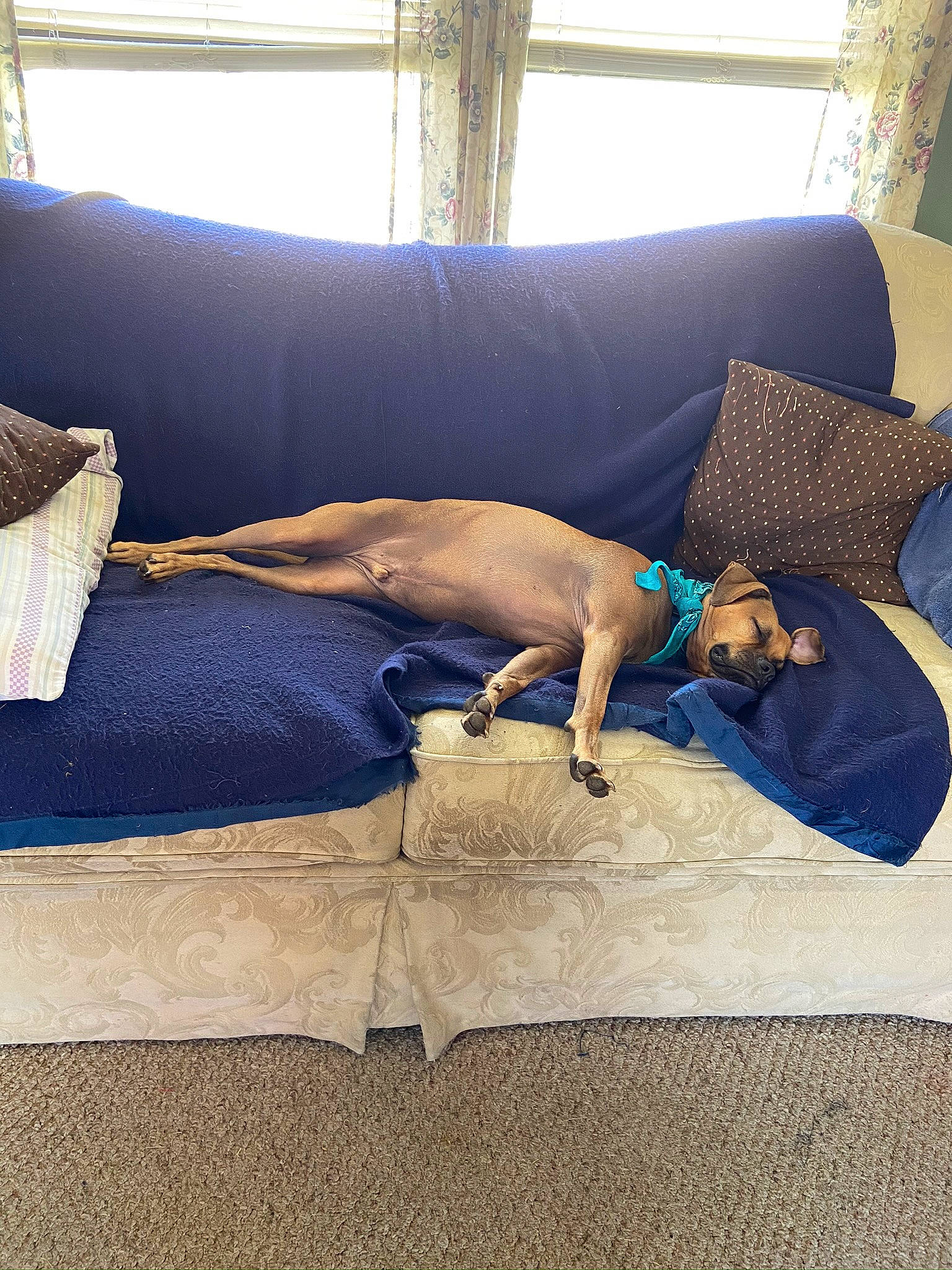 Mckinley joined the competition — help win amazing prizes! comfort, couch, dog, electric_blue, floor, flooring, furniture, hardwood, interior_design, linens, living_room, pillow, rectangle, shade, sofa_bed, studio_couch, textile, tints_and_shades, tree, wood