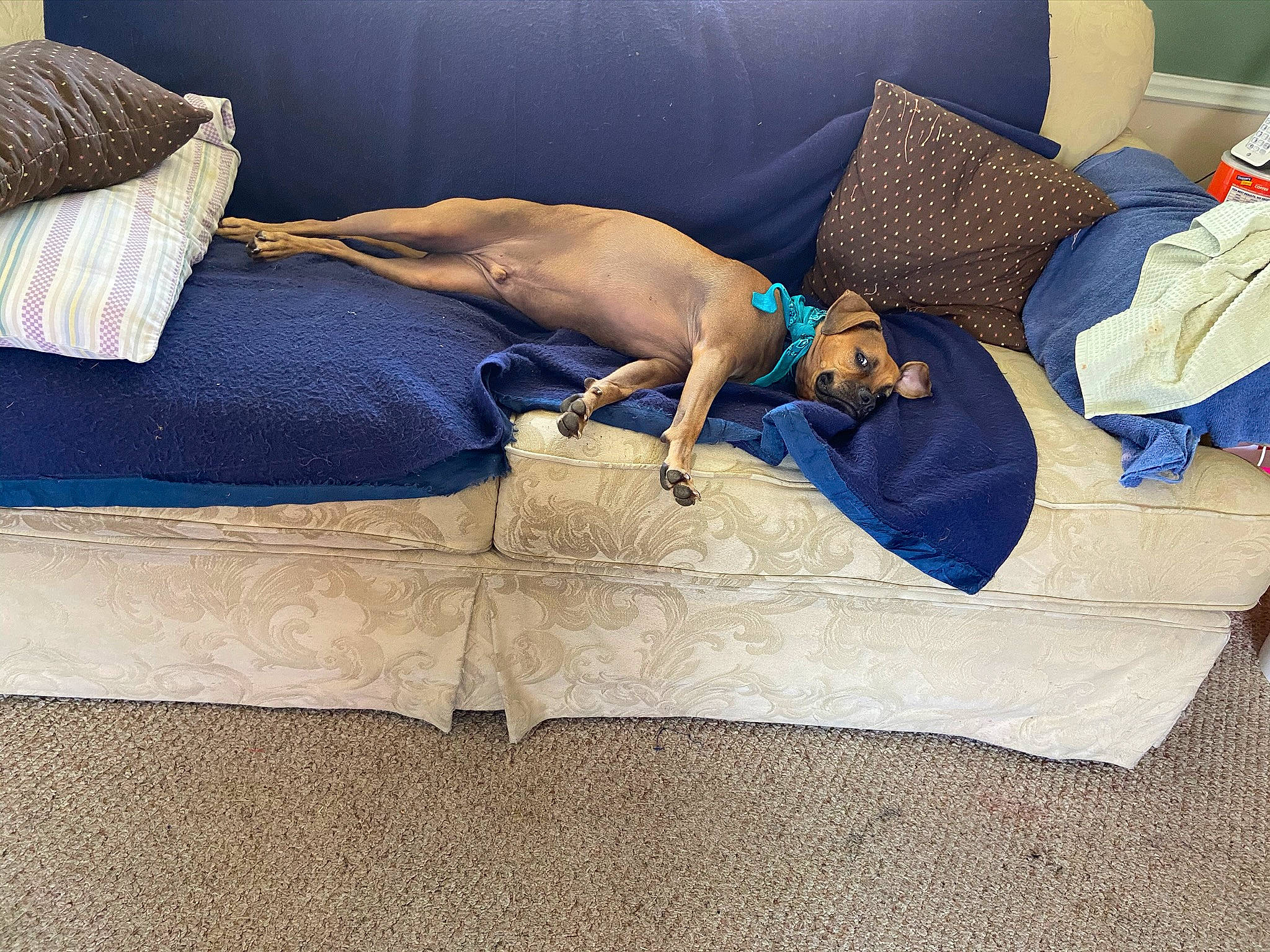 Mckinley is registered to the contest to win money with this photo: bed, bed_sheet, bedding, bedroom, comfort, couch, cushion, electric_blue, flooring, furniture, human_leg, linens, nap, pattern, pillow, rectangle, studio_couch, textile, throw_pillow, wood