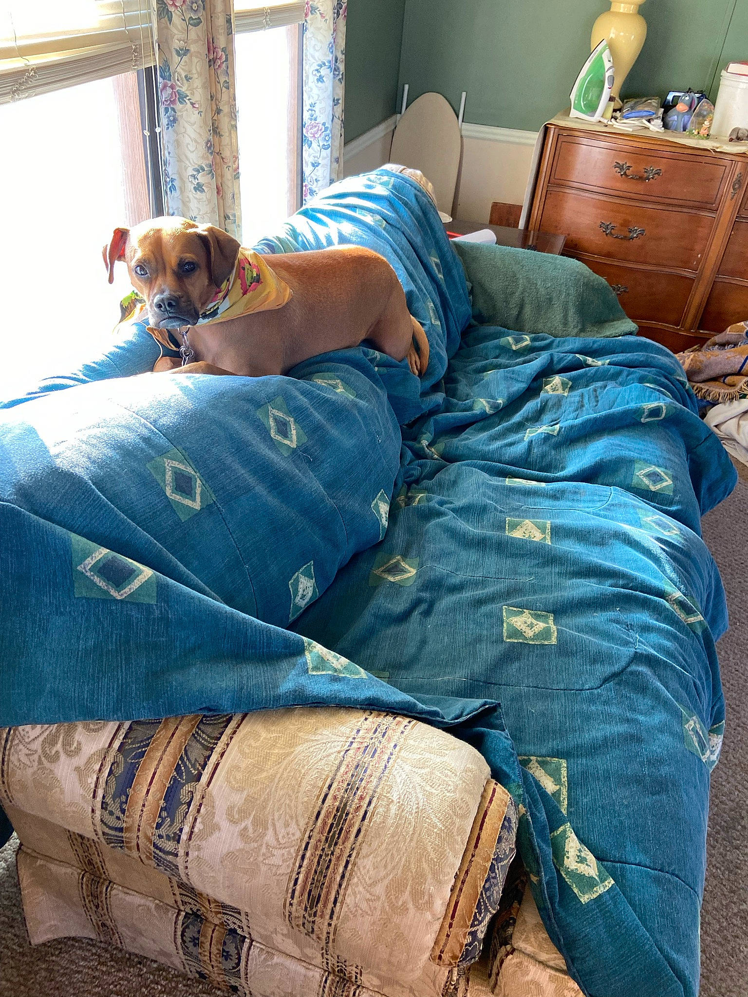 Mckinley is registered to the contest to win money with this photo: bag, bedding, bedroom, chest_of_drawers, comfort, companion_dog, couch, dog, drawer, flooring, furniture, hardwood, interior_design, jeans, linens, luggage_and_bags, pillow, room, textile, wood