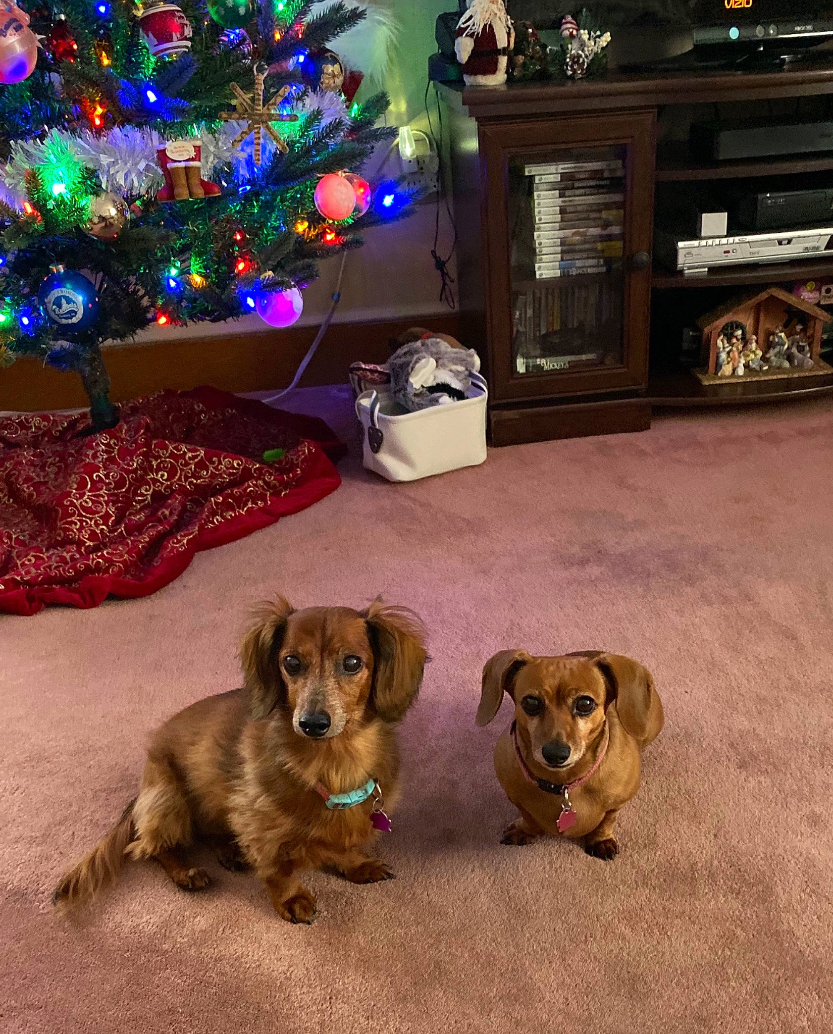 Annabelle is registered to the contest to win money with this photo: canidae, carnivore, christmas, christmas_decoration, christmas_eve, christmas_ornament, christmas_tree, companion_dog, dachshund, dog, dog_breed, floor, flooring, holiday, pembroke_welsh_corgi, puppy, tree