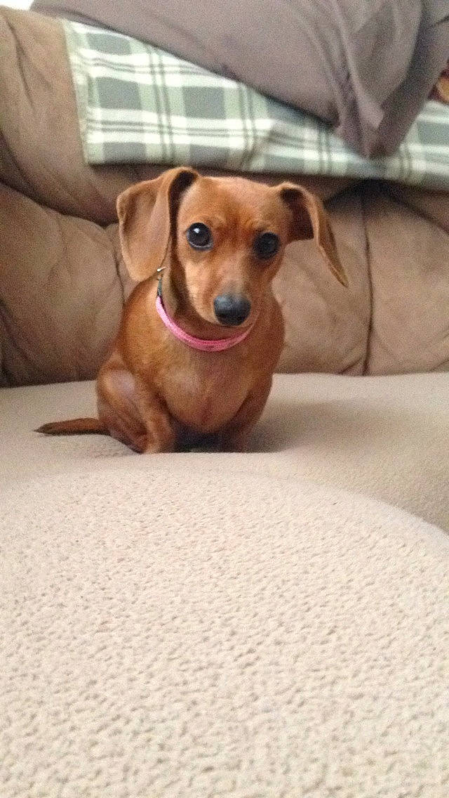 Annabelle is registered to the contest to win money with this photo: beagador, canidae, carnivore, companion_dog, dachshund, dog, dog_breed, fawn, floor, flooring, mammal, puppy, snout, vertebrate