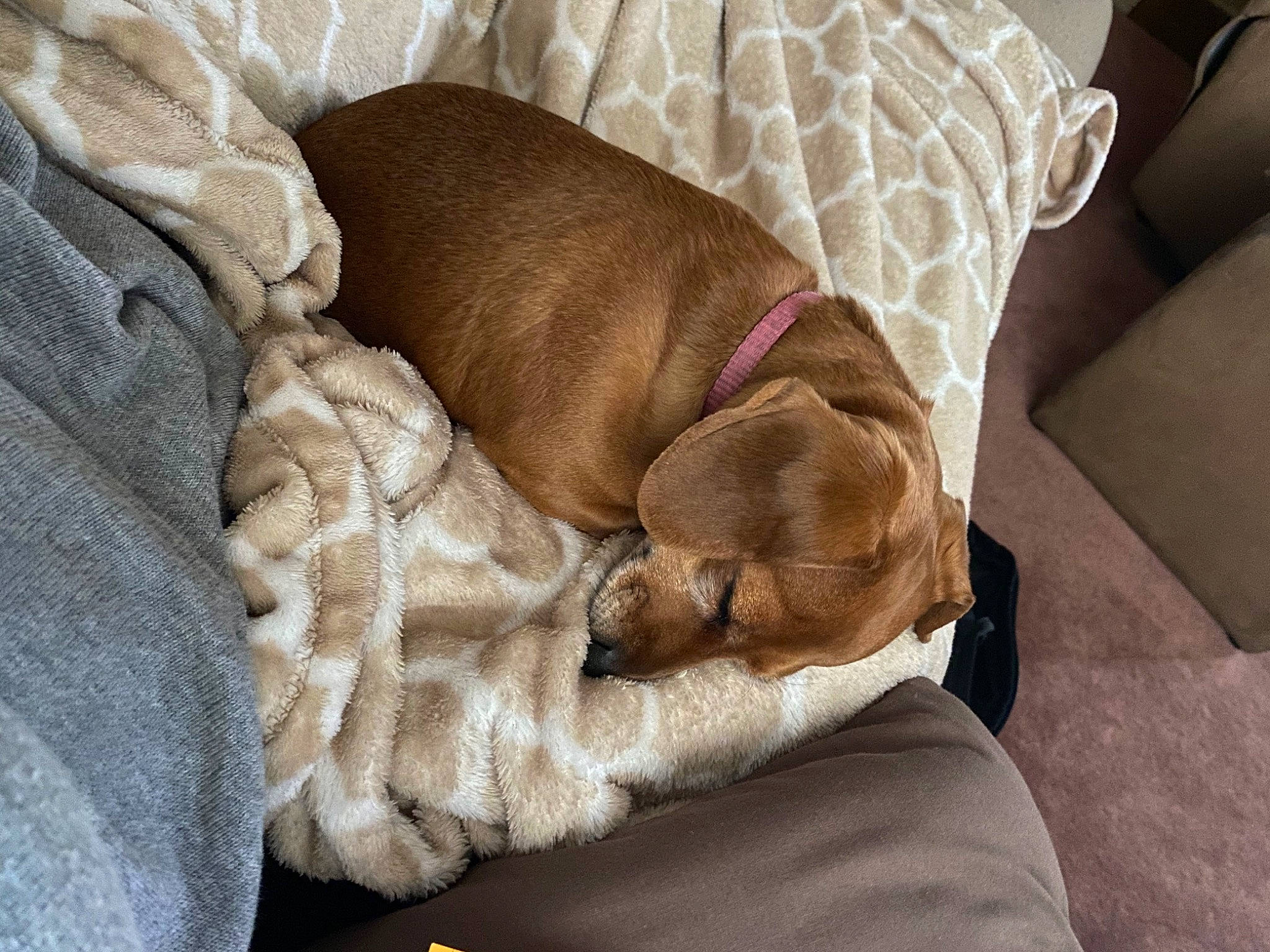 Annabelle joined the competition — help win amazing prizes! canidae, carnivore, comfort, companion_dog, dog, dog_bed, dog_breed, fawn, nap, puppy, snout, sporting_group, vizsla