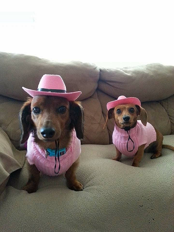 Annabelle joined the competition — help win amazing prizes! canidae, carnivore, companion_dog, dachshund, dog, dog_breed, dog_clothes, fashion_accessory, hat, headgear, hound, mammal, pink, puppy, puppy_love, sun_hat, vertebrate