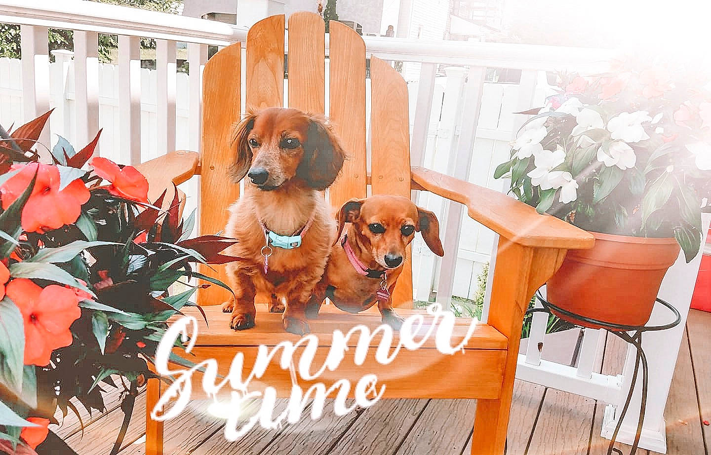 Coco joined the competition — help win amazing prizes! canidae, carnivore, companion_dog, coonhound, dachshund, dog, dog_breed, fawn, hound, mammal, puppy, rare_breed_dog, redbone_coonhound, sporting_group