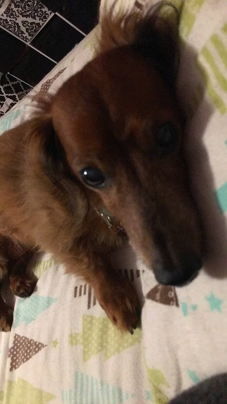 Coco joined the competition — help win amazing prizes! canidae, carnivore, companion_dog, dachshund, dog, dog_breed, ear, fawn, liver, nose, puppy, snout