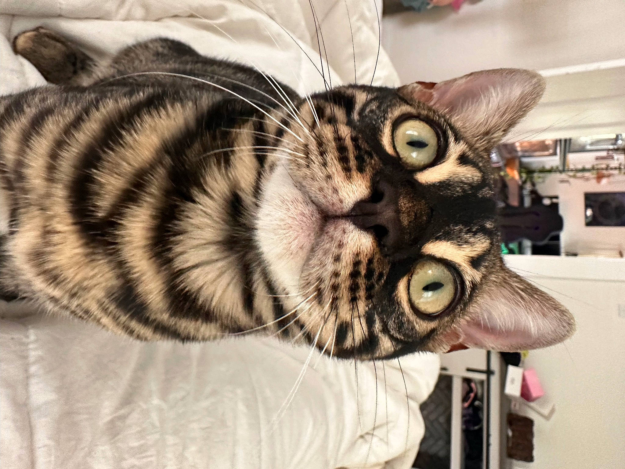 Zazu is registered to the contest to win money with this photo: bengal_tiger, carnivore, cat, claw, domestic_short_haired_cat, eyewear, fang, felidae, fur, jaw, mask, paw, personal_protective_equipment, small_to_medium_sized_cats, snout, tail, terrestrial_animal, tiger, whiskers, wildlife