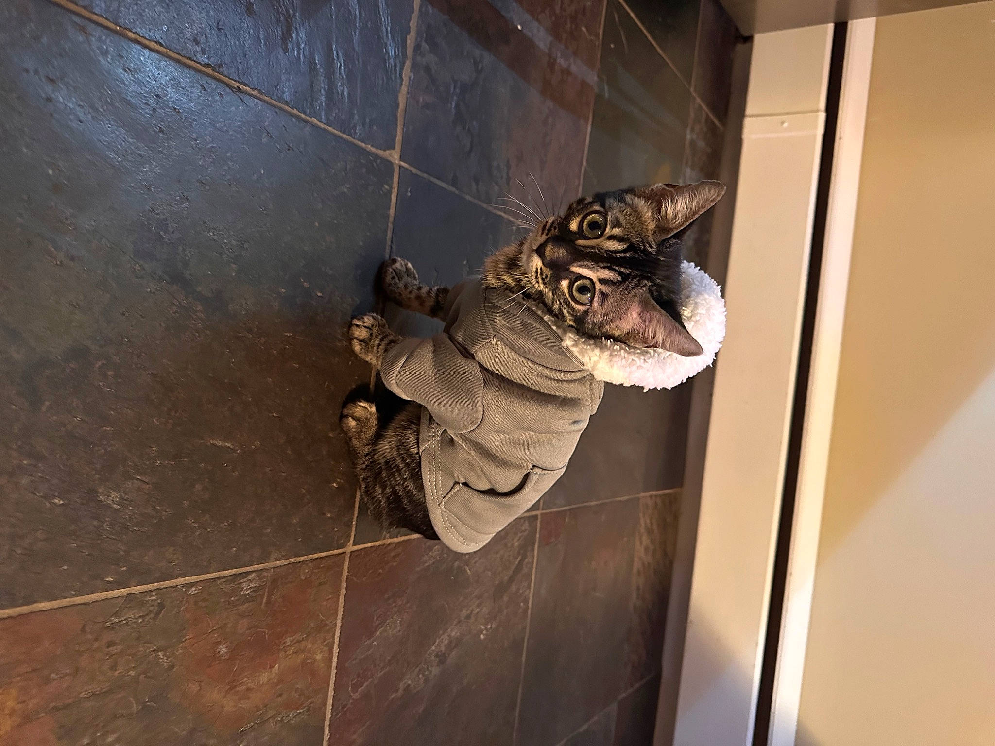 Zazu is registered to the contest to win money with this photo: boot, carnivore, ceiling, domestic_short_haired_cat, door, door_handle, felidae, floor, flooring, hardwood, metal, outdoor_shoe, room, small_to_medium_sized_cats, sneakers, snout, tail, whiskers, window, wood