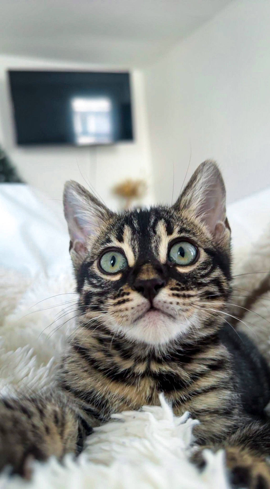 Zazu is registered to the contest to win money with this photo: box, carnivore, cat, domestic_short_haired_cat, door, felidae, fur, home_appliance, paw, picture_frame, small_to_medium_sized_cats, snout, television, whiskers, wildlife