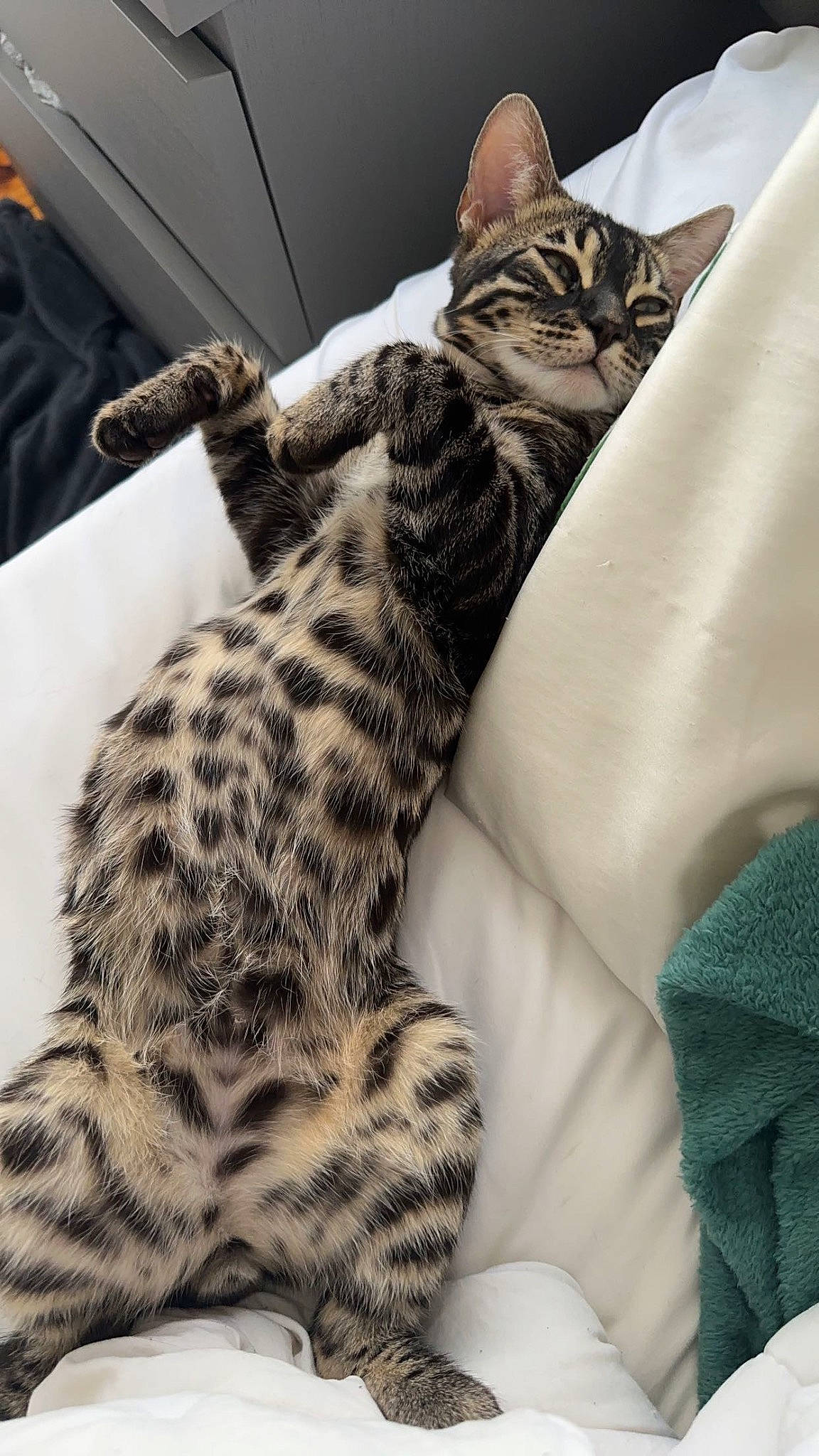 Zazu joined the competition — help win amazing prizes! carnivore, cat, claw, comfort, domestic_short_haired_cat, felidae, foot, fur, human_leg, linens, metal, pattern, paw, sitting, small_to_medium_sized_cats, snout, terrestrial_animal, whiskers, wildlife