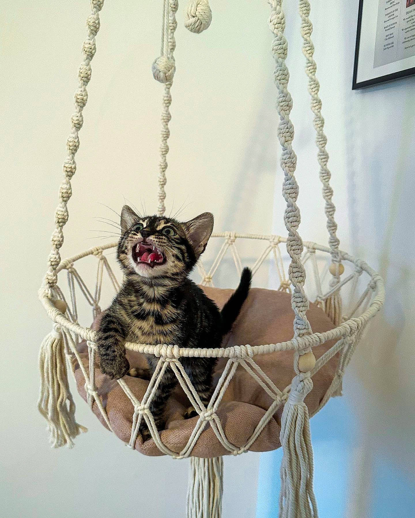 Zazu joined the competition — help win amazing prizes! branch, carnivore, christmas_ornament, collar, fashion_accessory, fawn, felidae, grey, holiday_ornament, jewellery, metal, ornament, picture_frame, rope, rope_rhythmic_gymnastics, snout, swing, toy, twig, wood